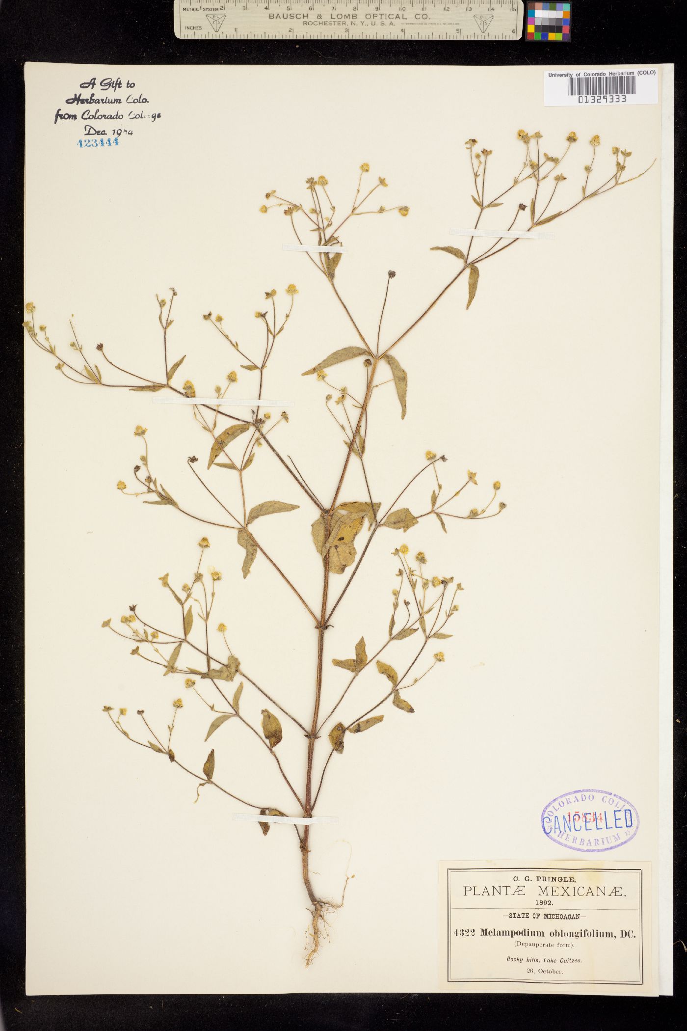 Melampodium oblongifolium image