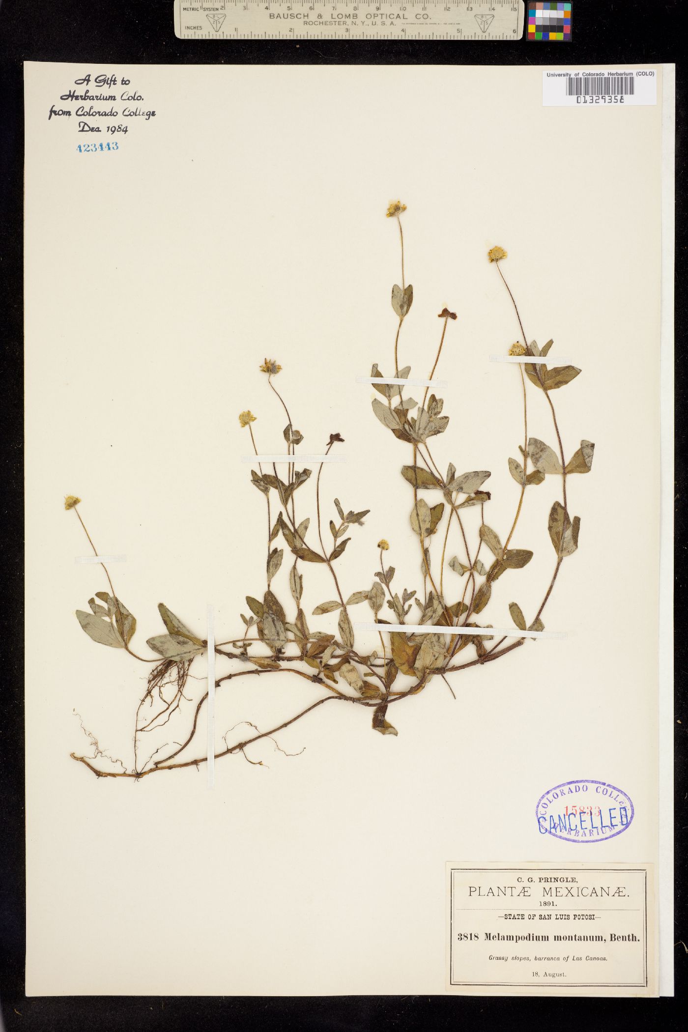 Melampodium montanum image
