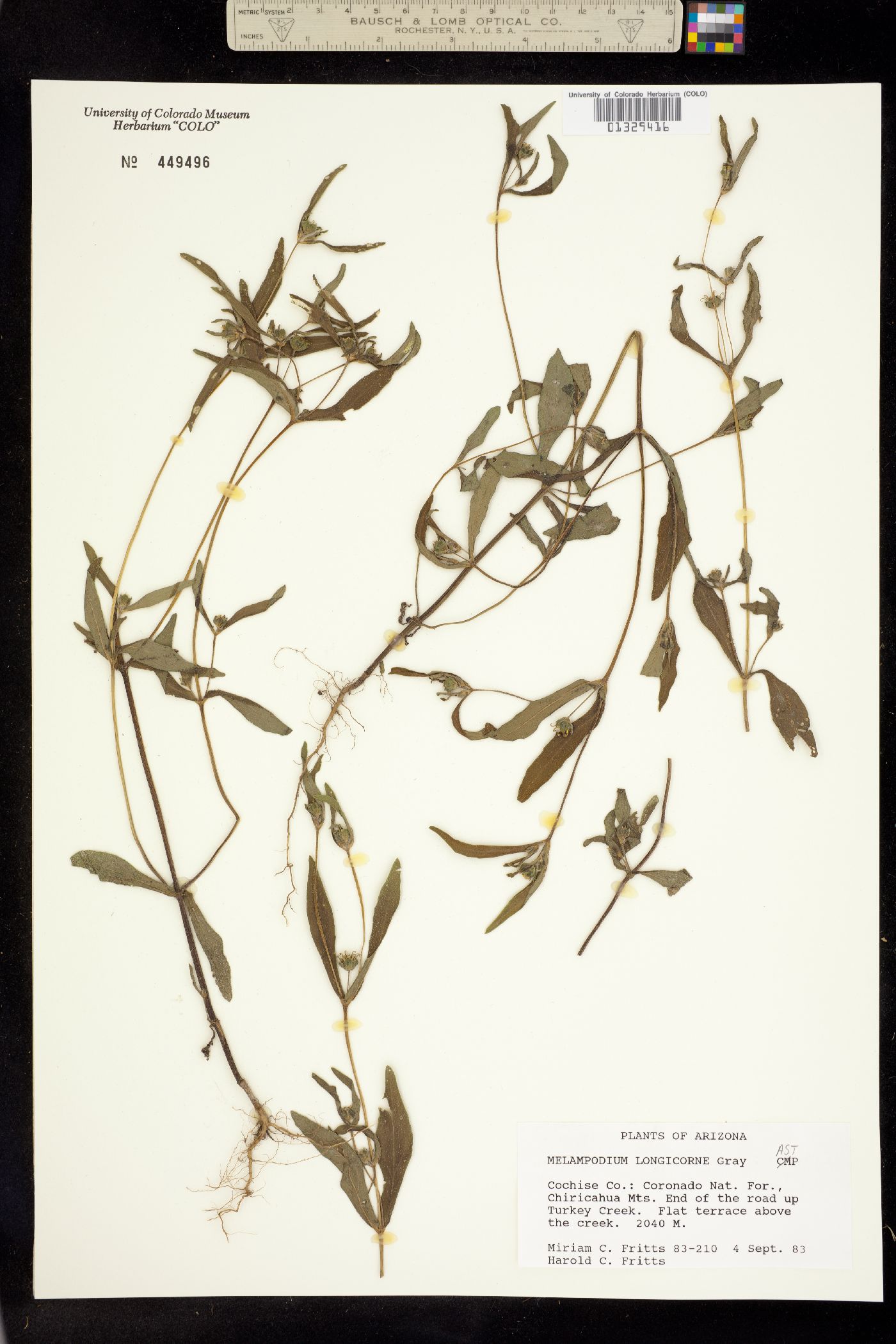 Melampodium longicorne image