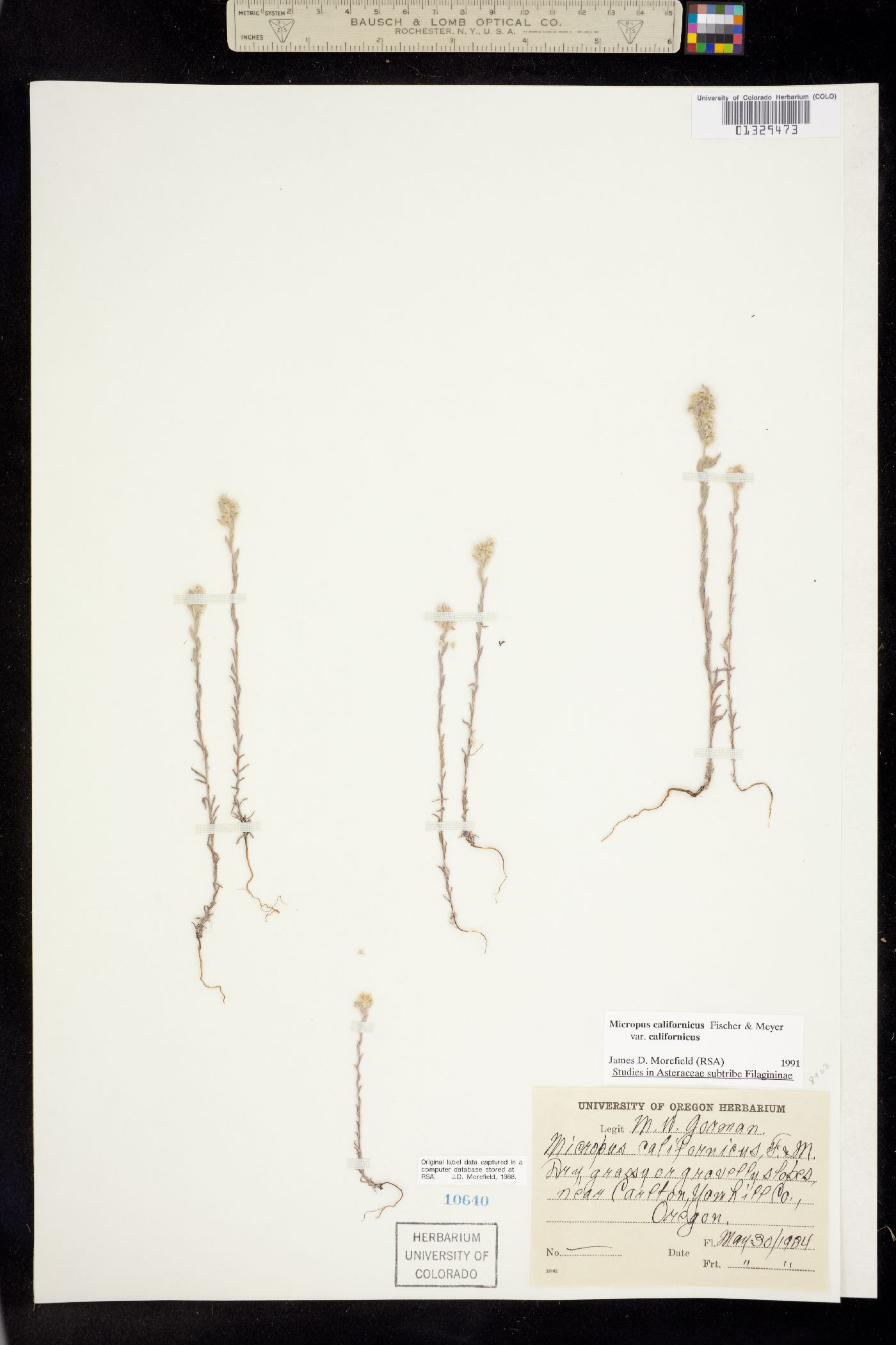 Micropus californicus image