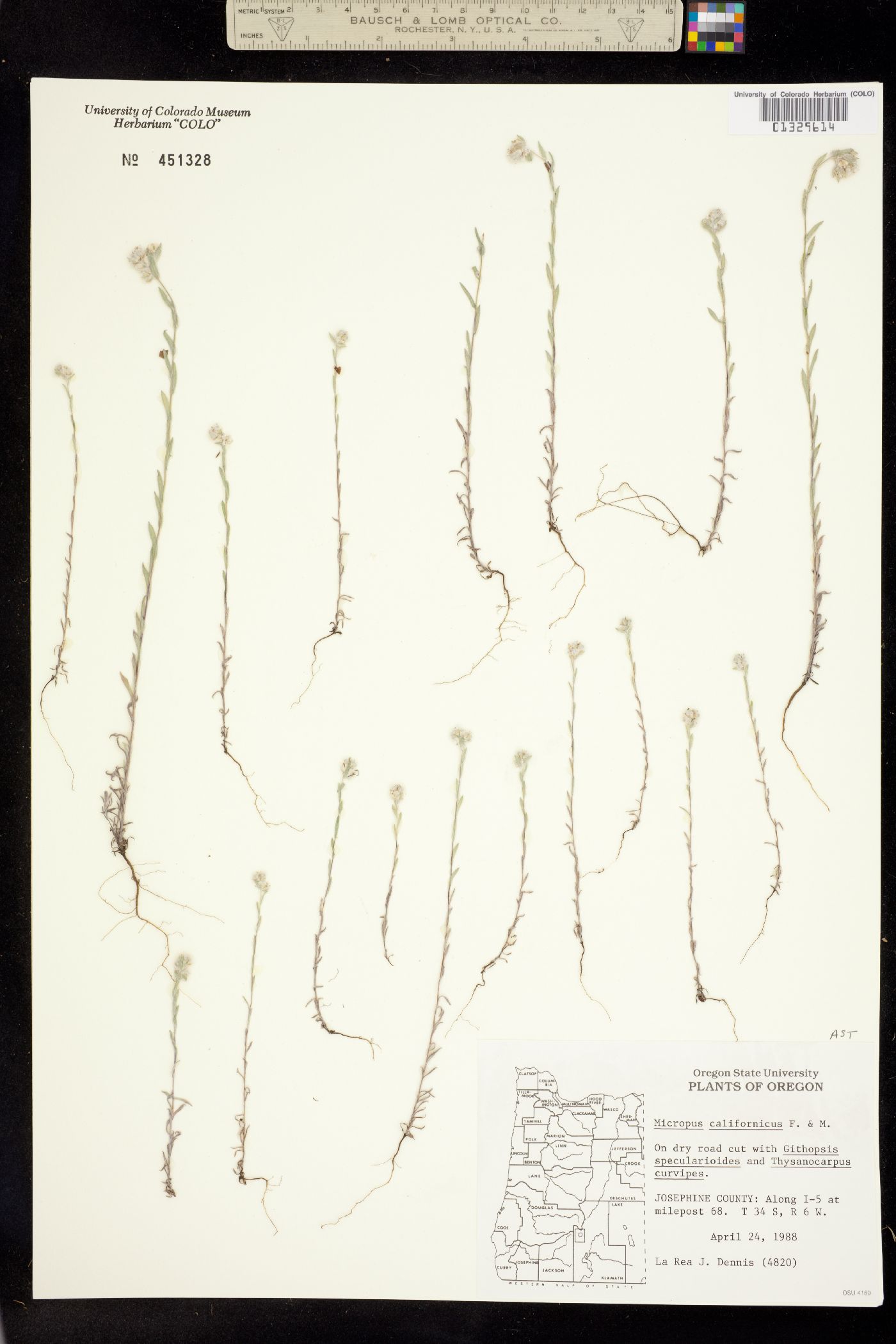 Micropus californicus image