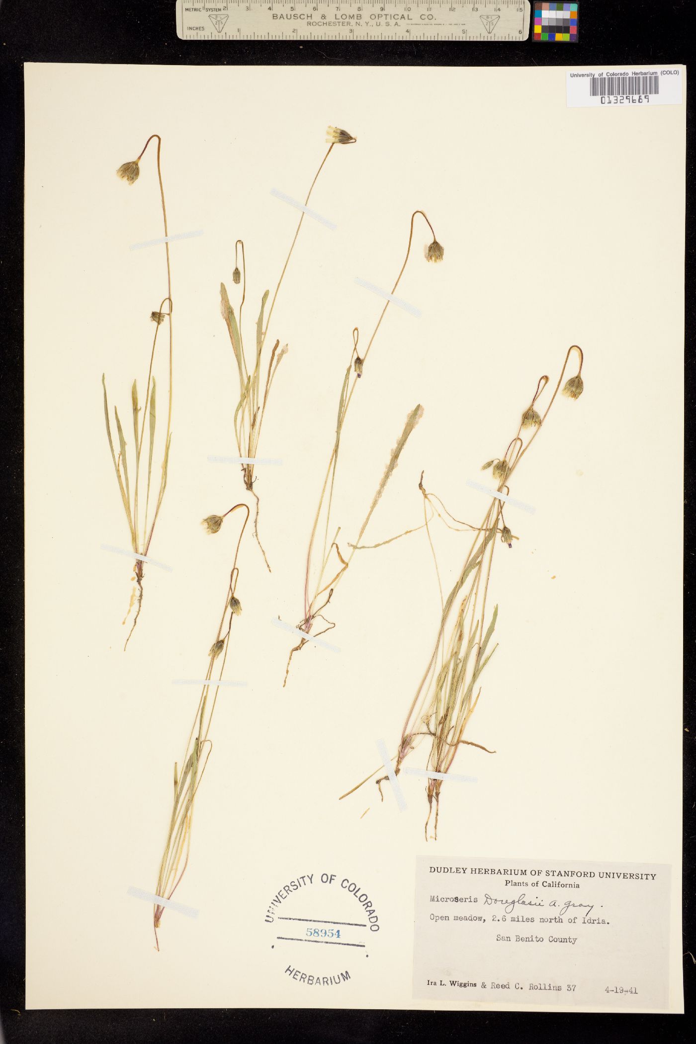 Microseris douglasii image