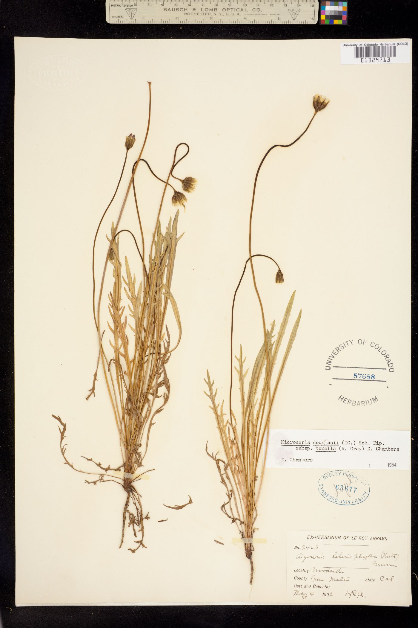 Microseris douglasii image