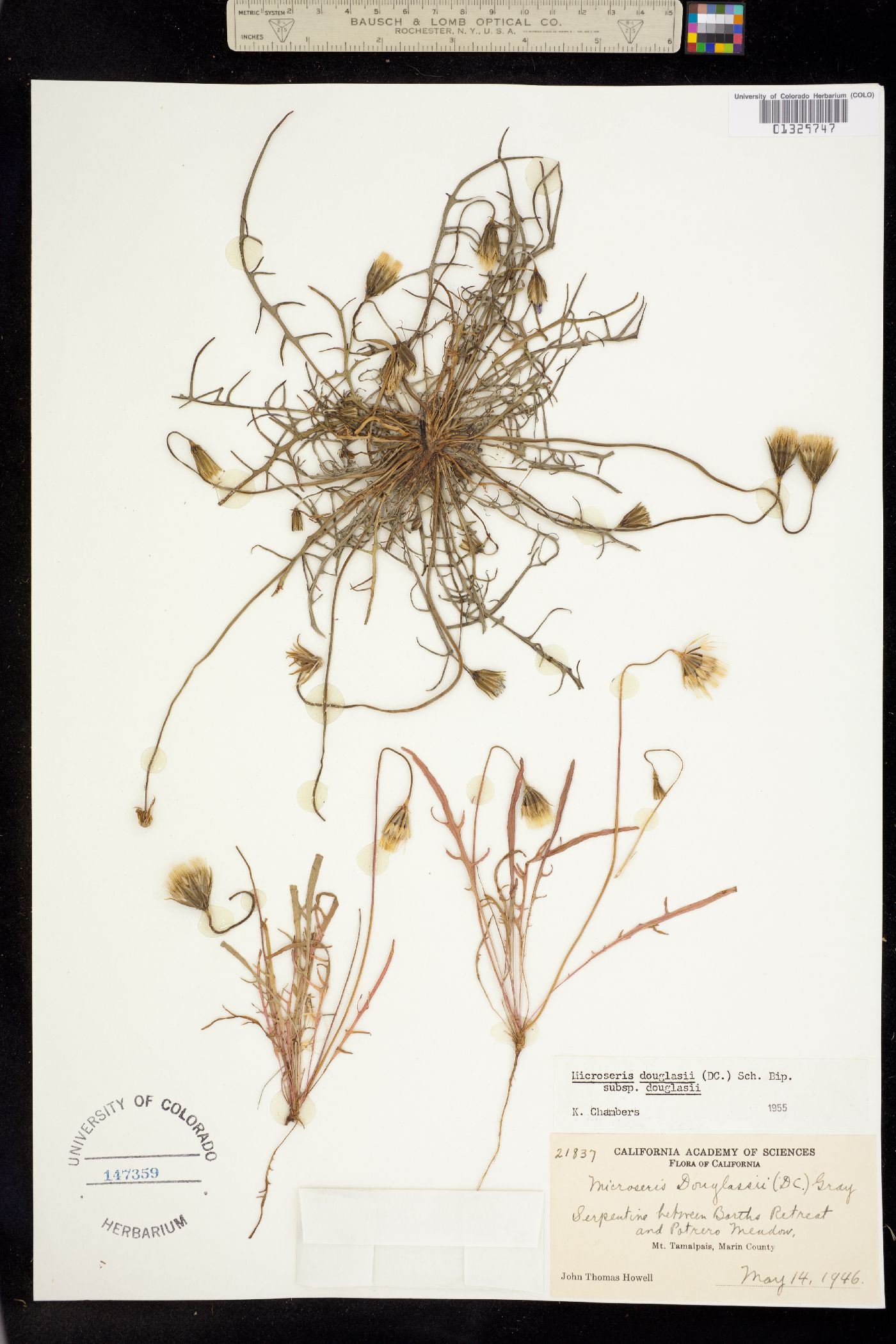 Microseris douglasii image