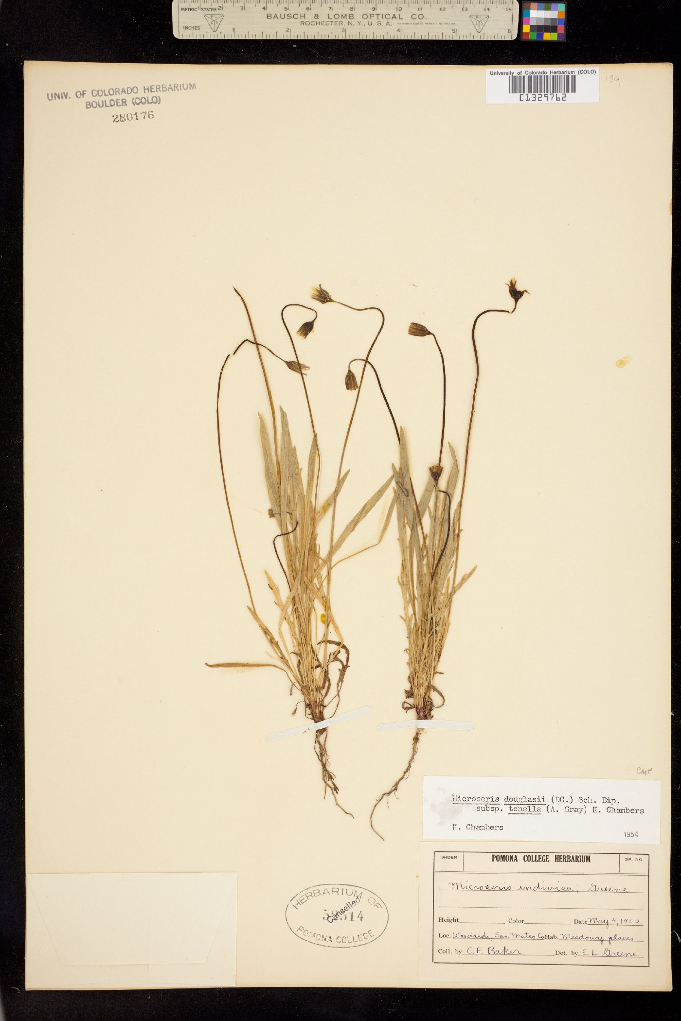 Microseris douglasii image