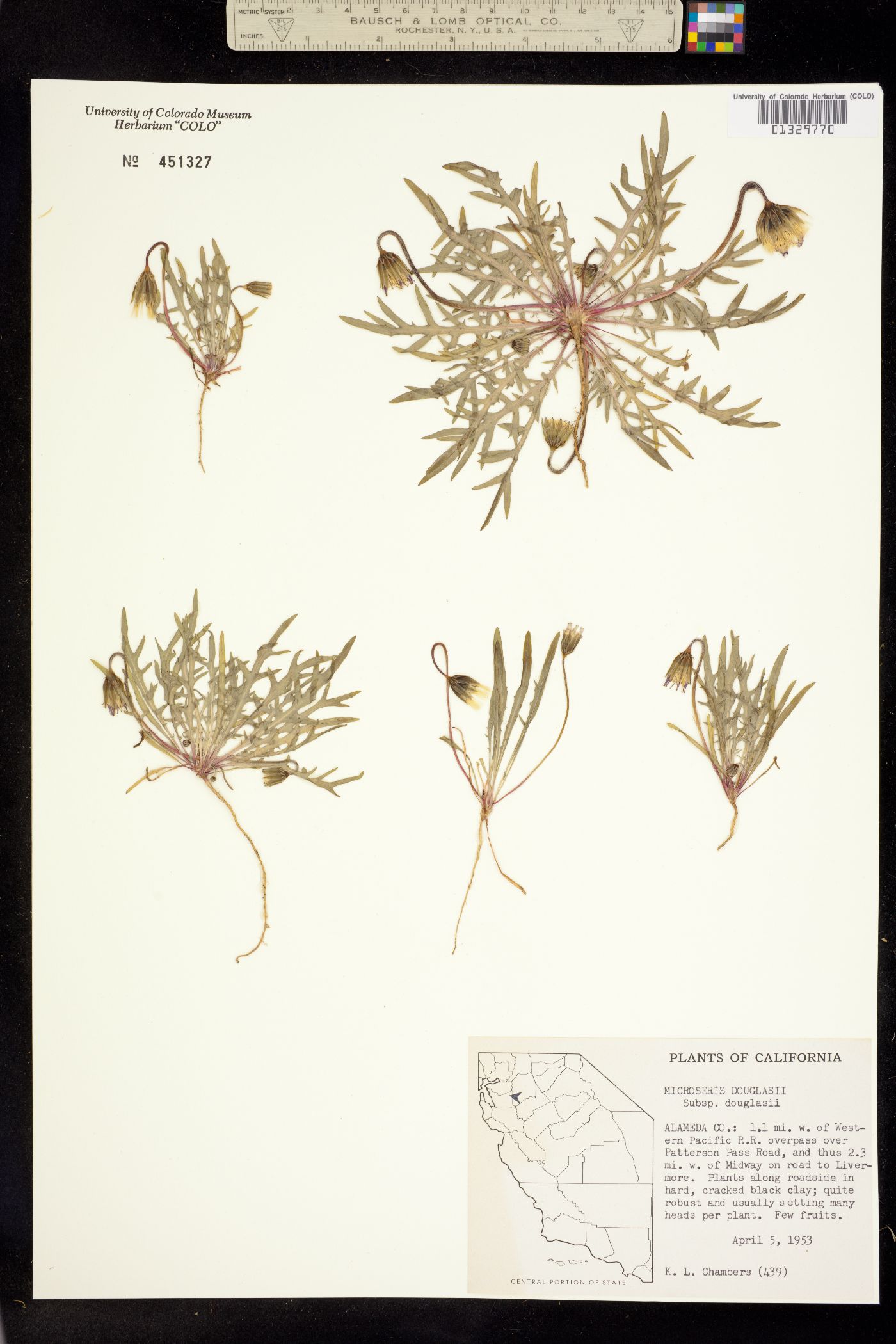 Microseris douglasii image