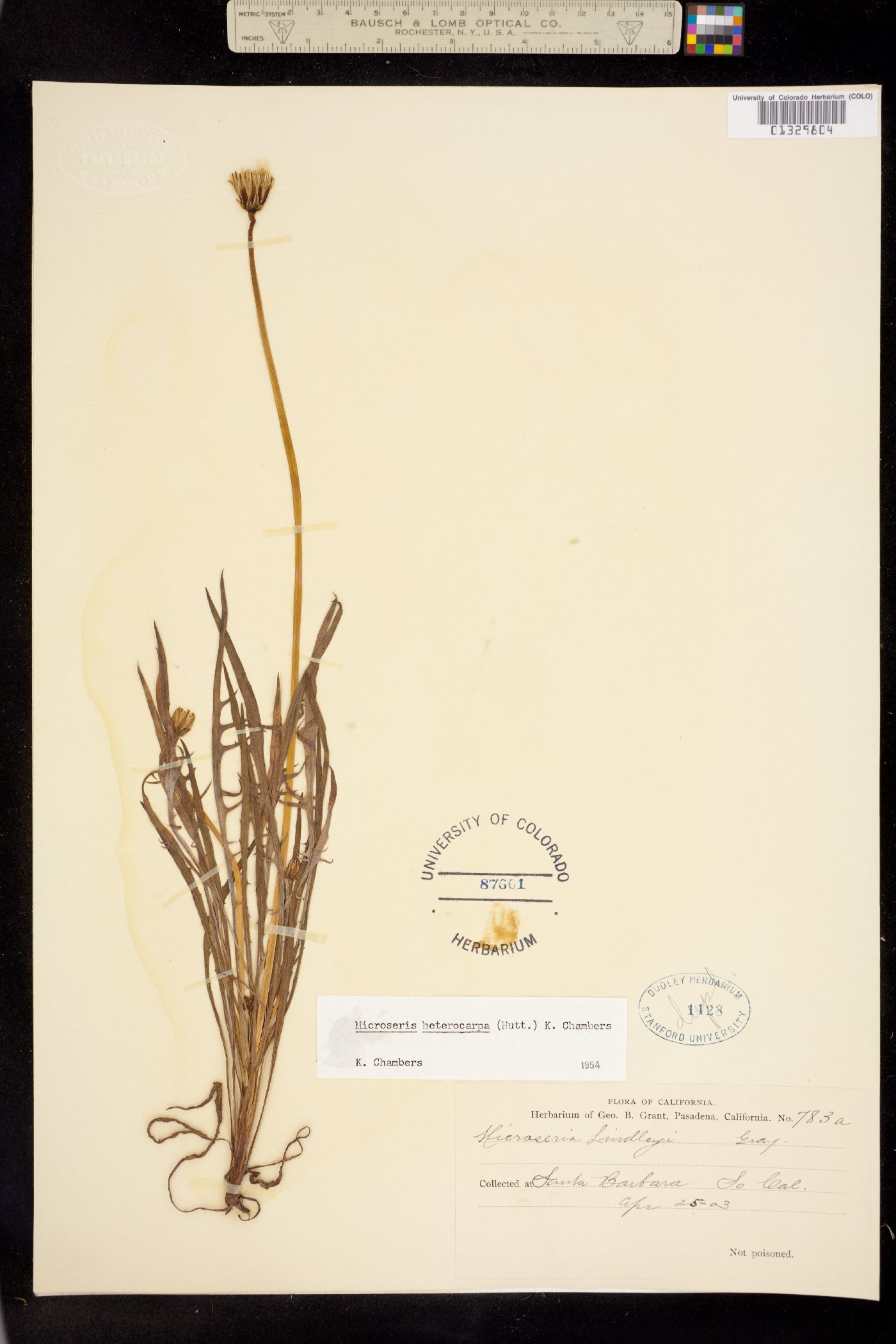 Microseris heterocarpa image