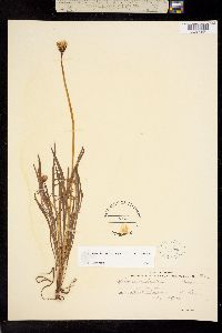 Stebbinsoseris heterocarpa image