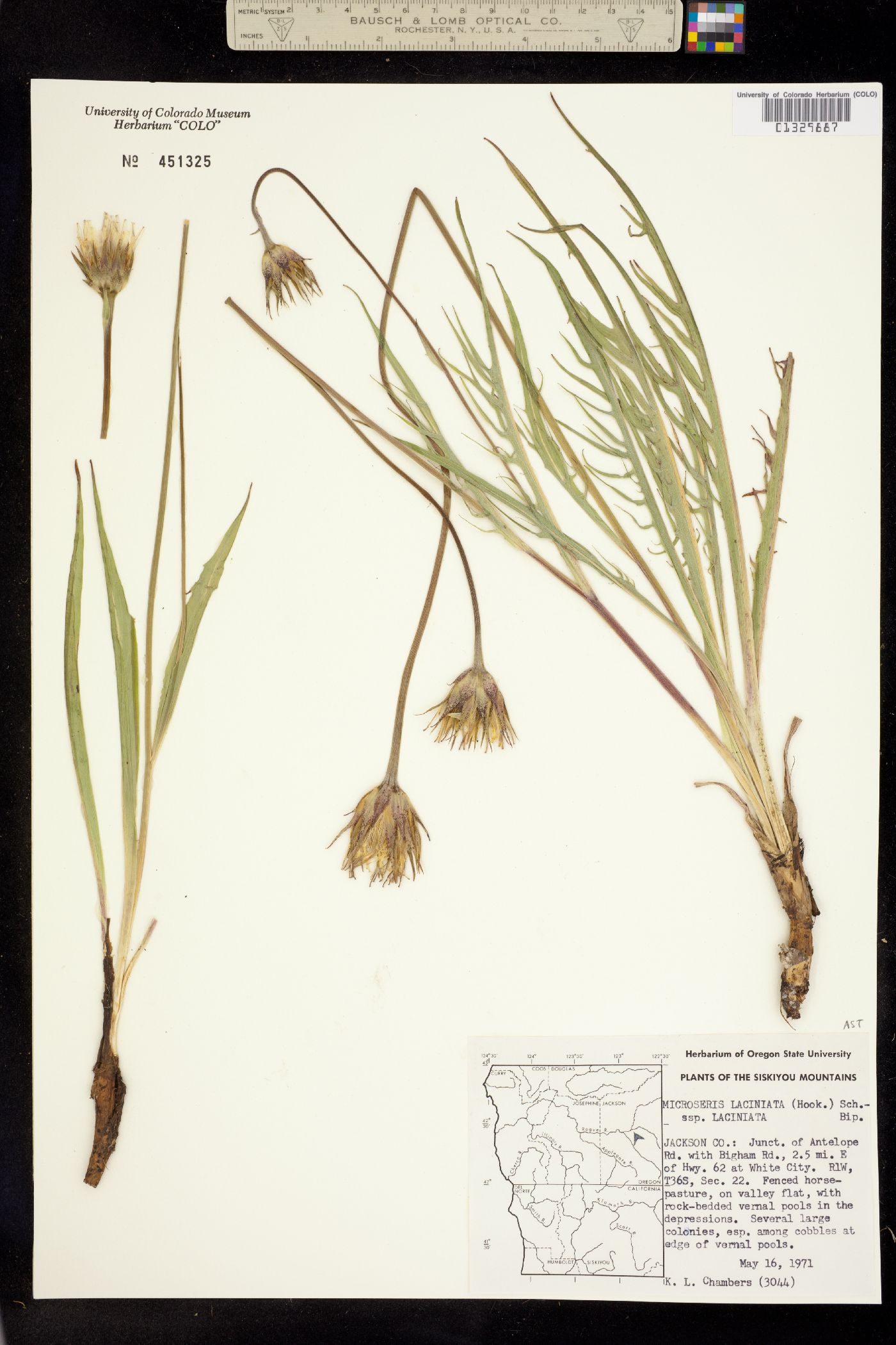 Microseris laciniata image
