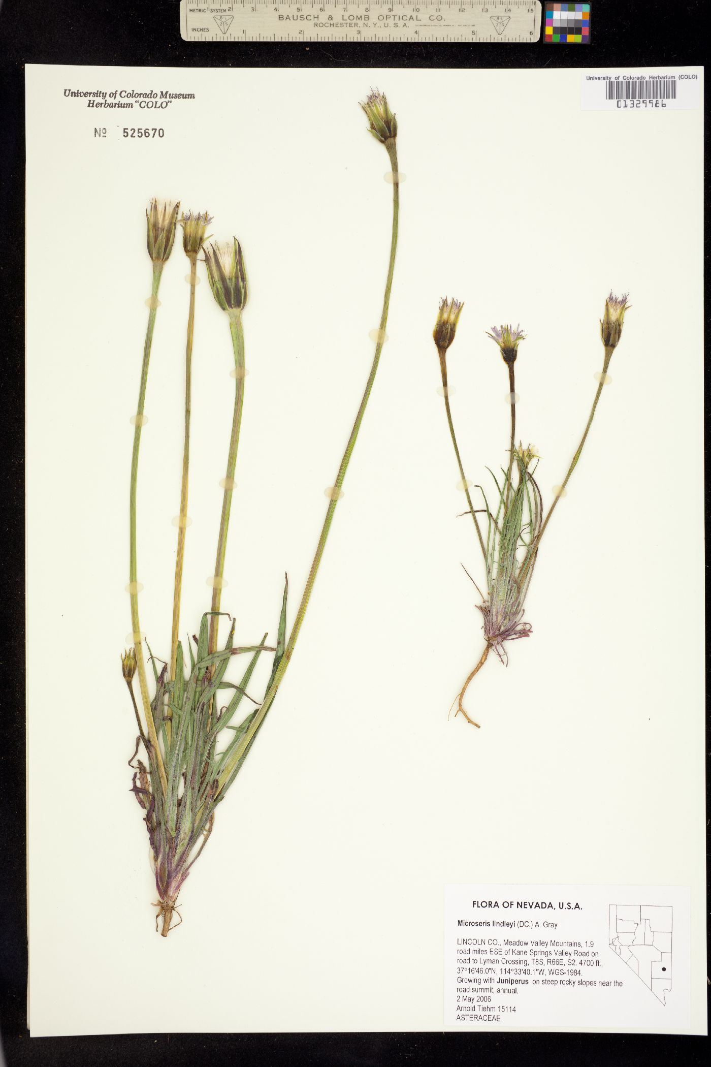 Microseris lindleyi image