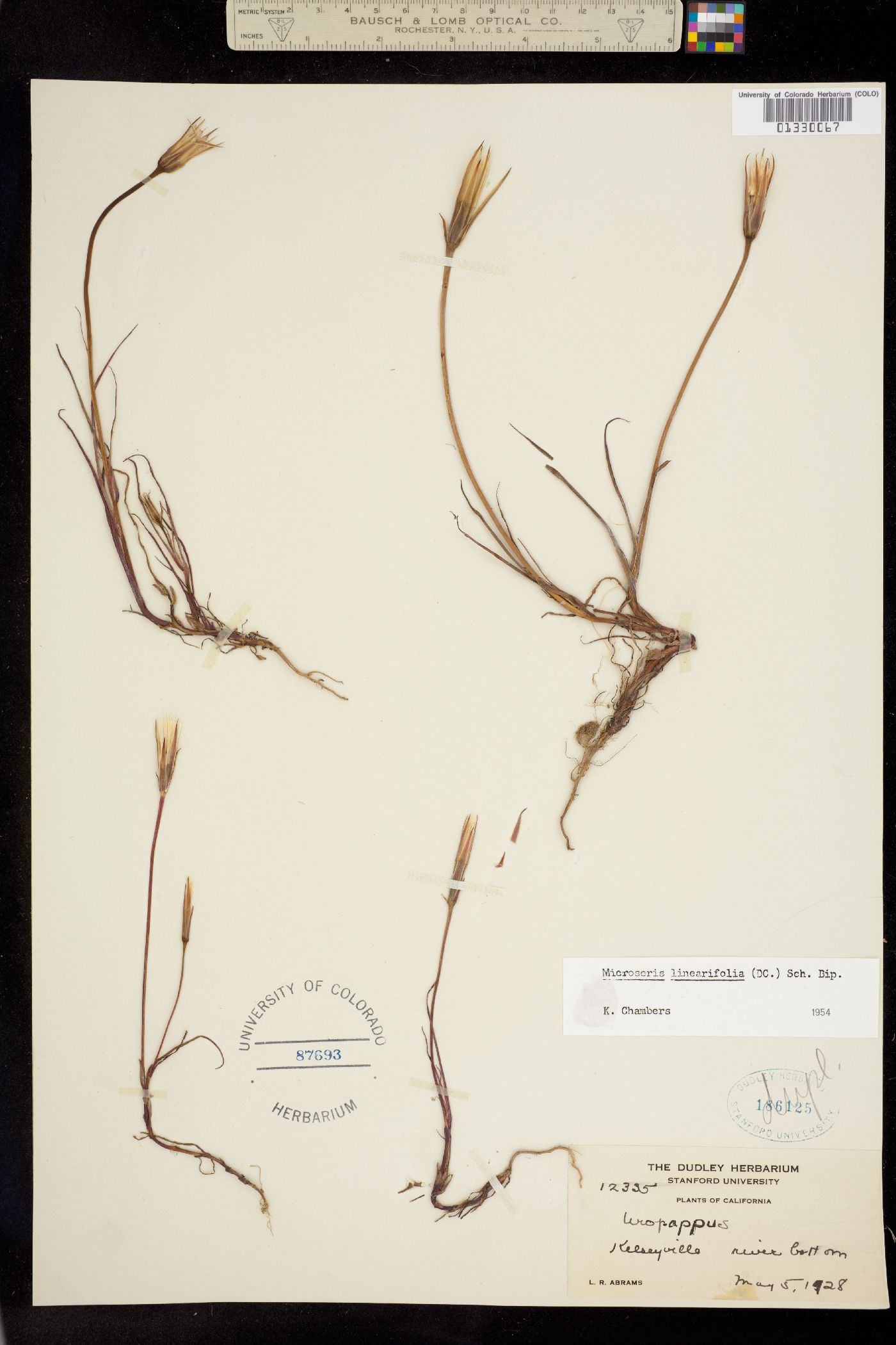 Microseris image