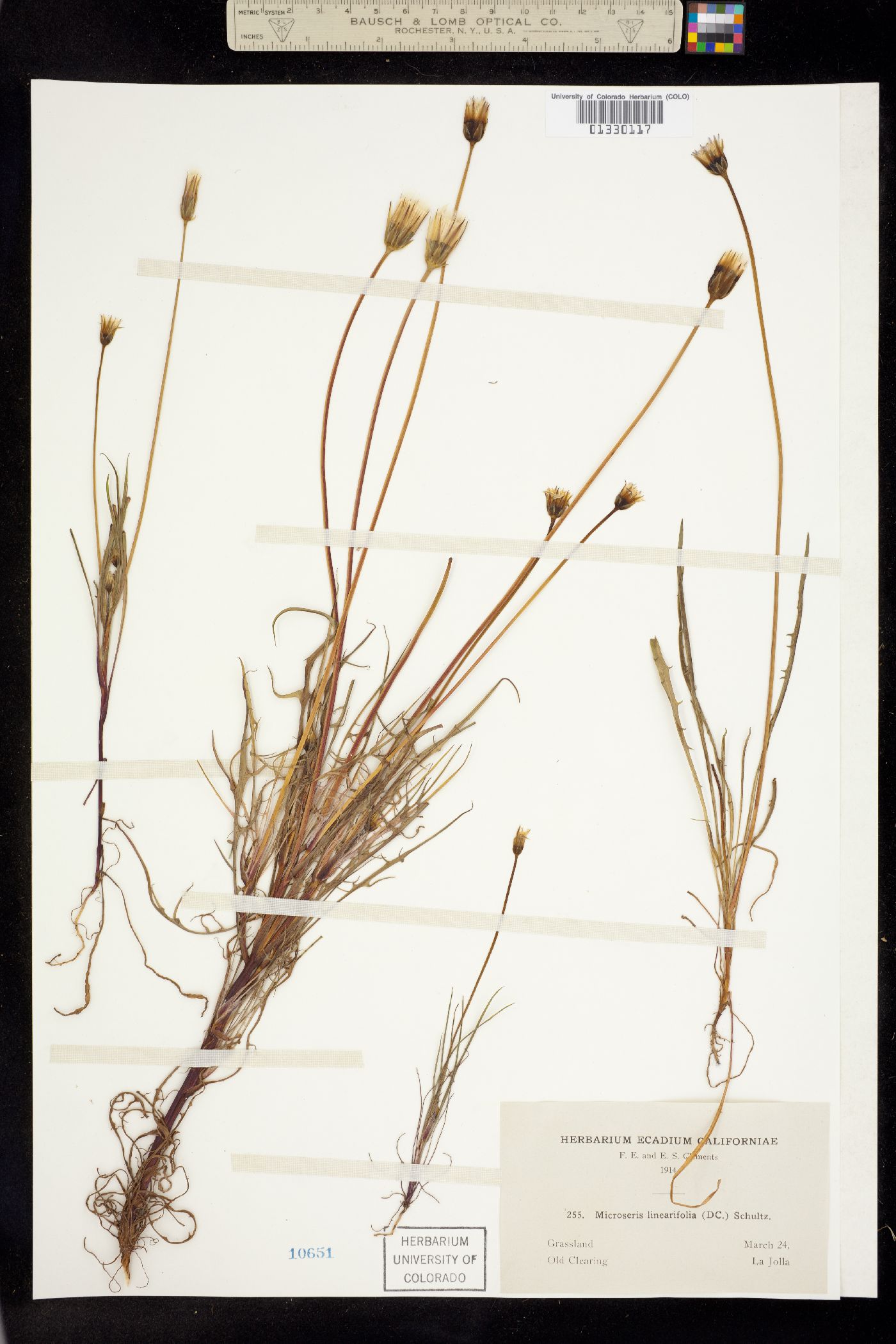 Microseris linearifolia image