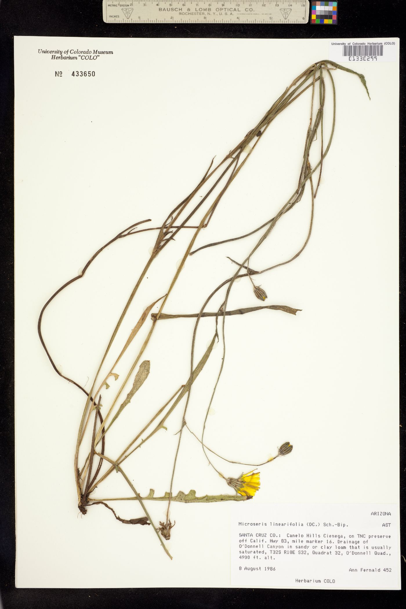 Microseris linearifolia image