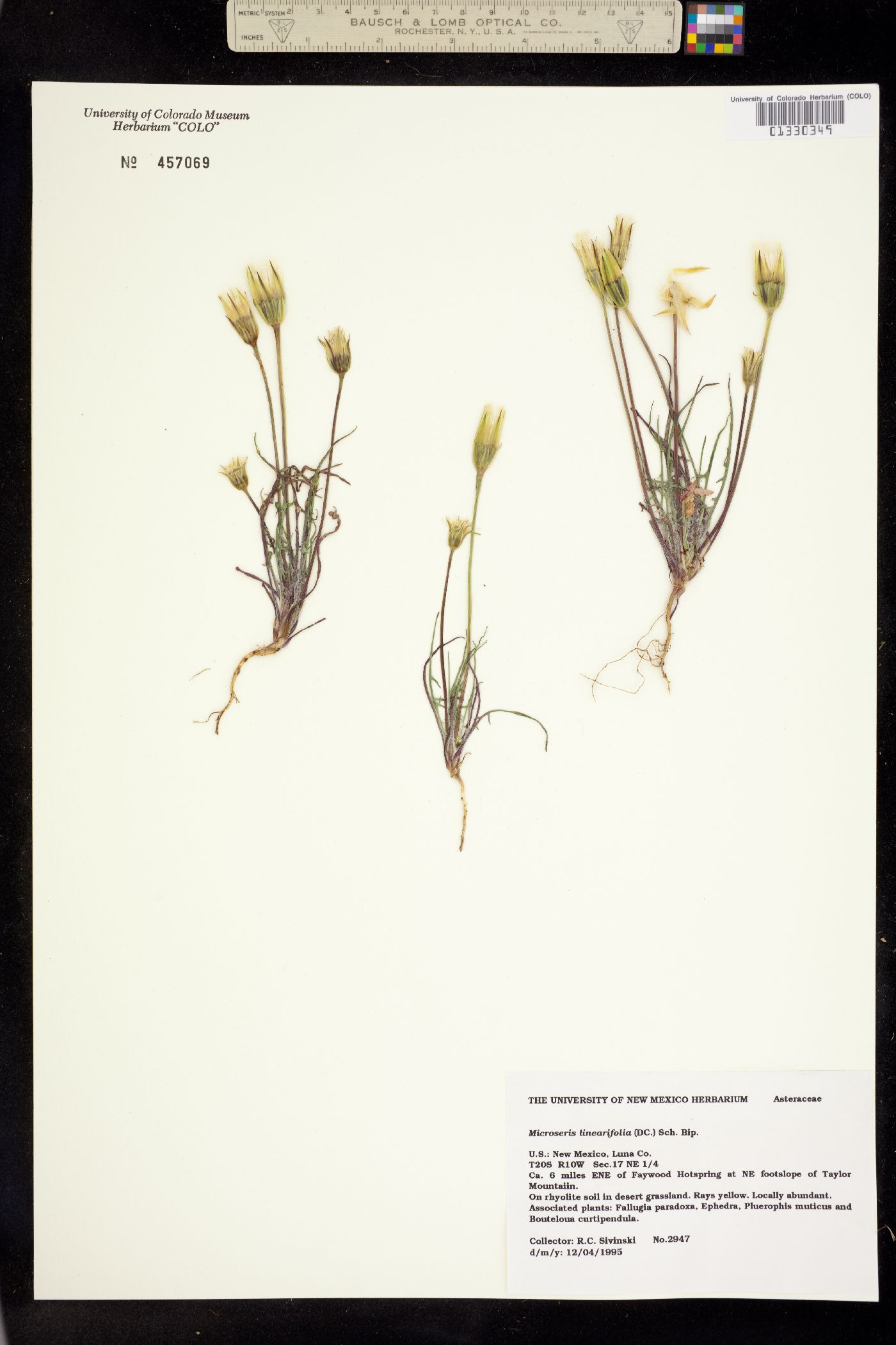 Microseris image