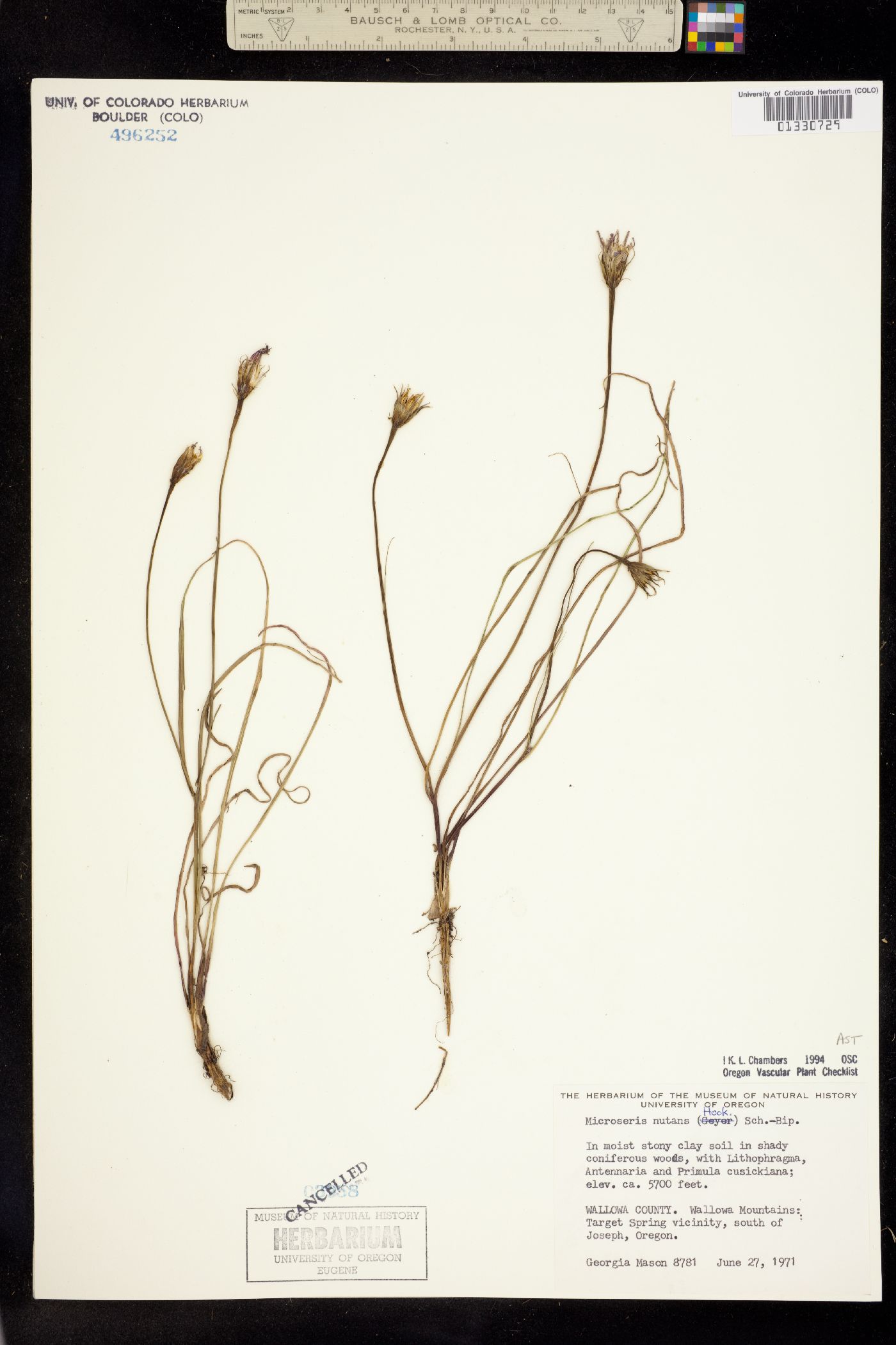 Microseris nutans image
