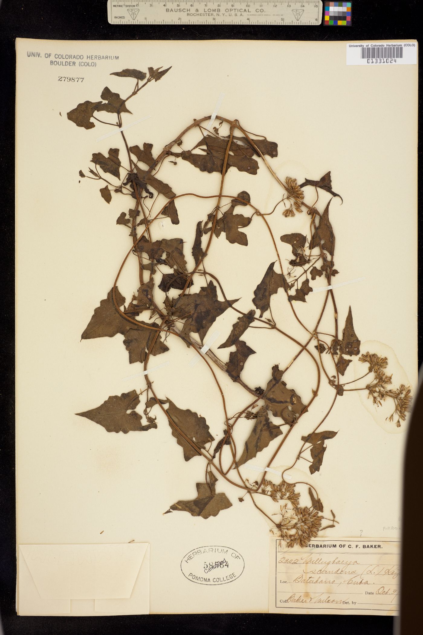 Mikania scandens image
