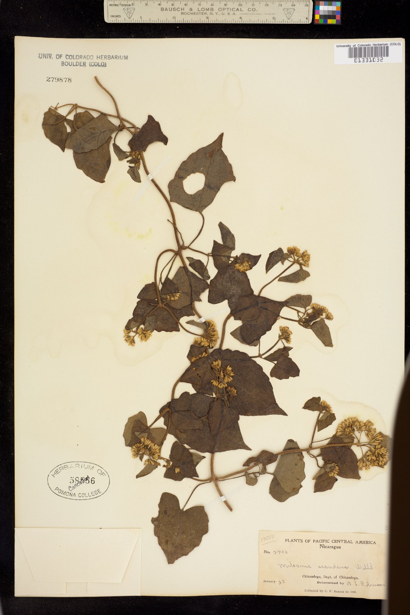 Mikania scandens image