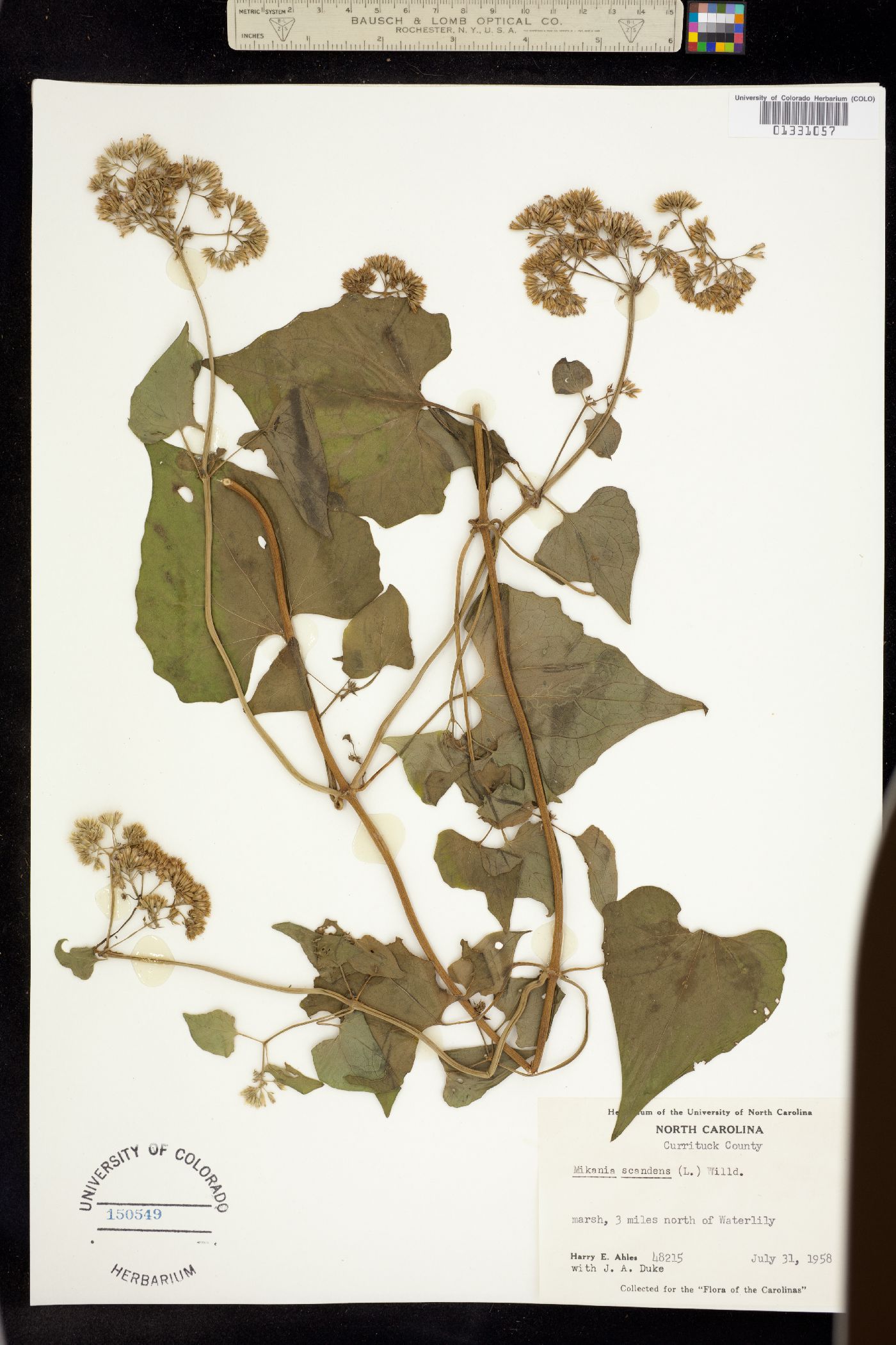 Mikania scandens image
