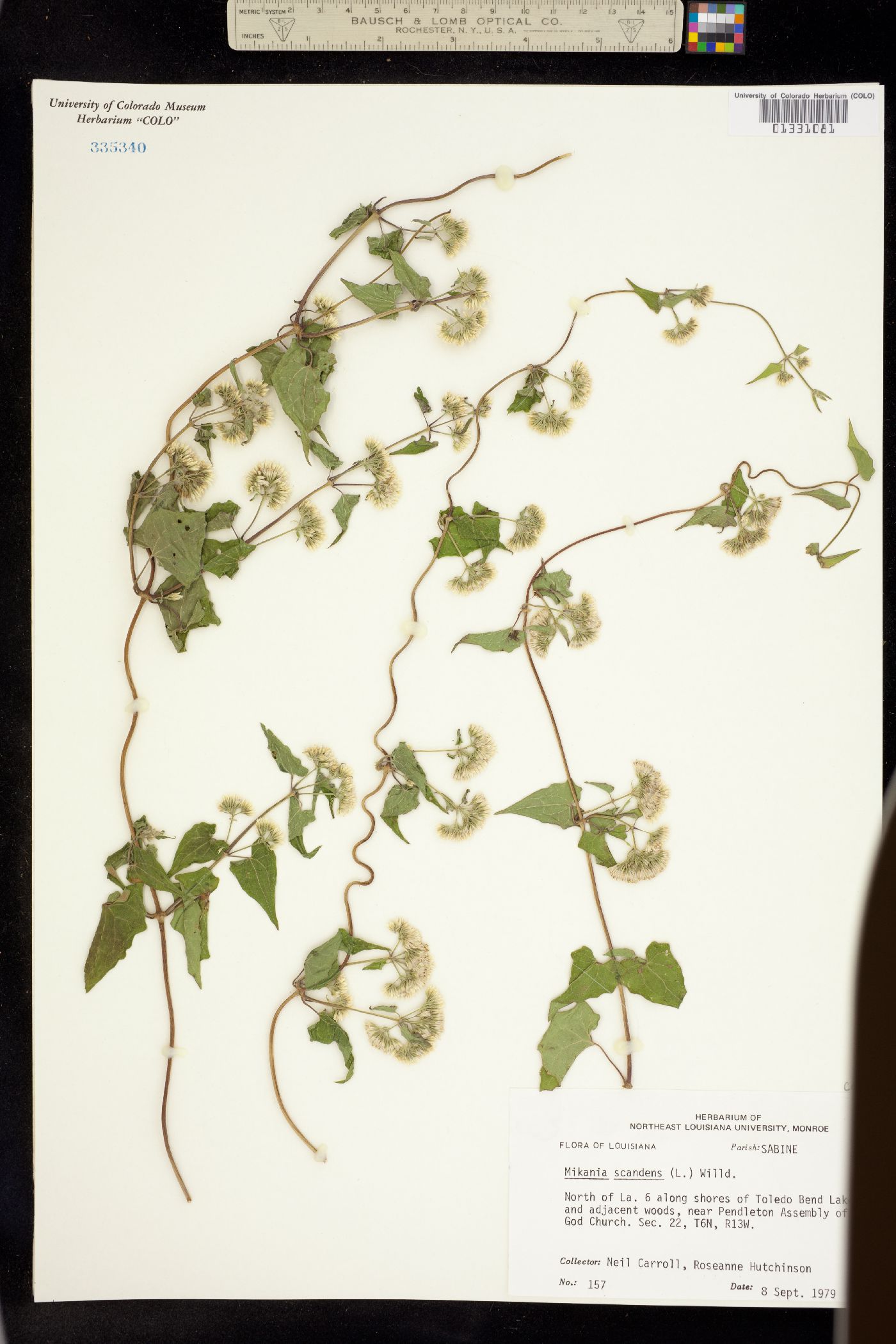 Mikania scandens image