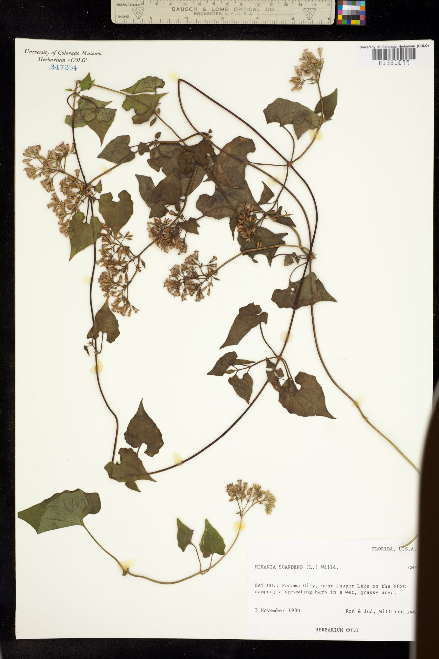 Mikania scandens image