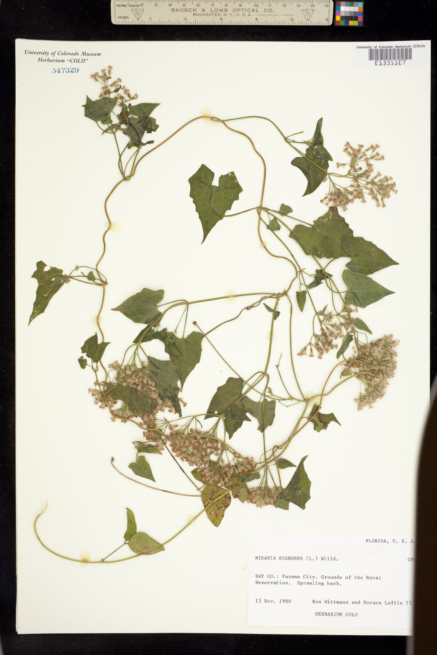 Mikania scandens image