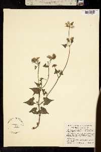 Mikania batataefolia image