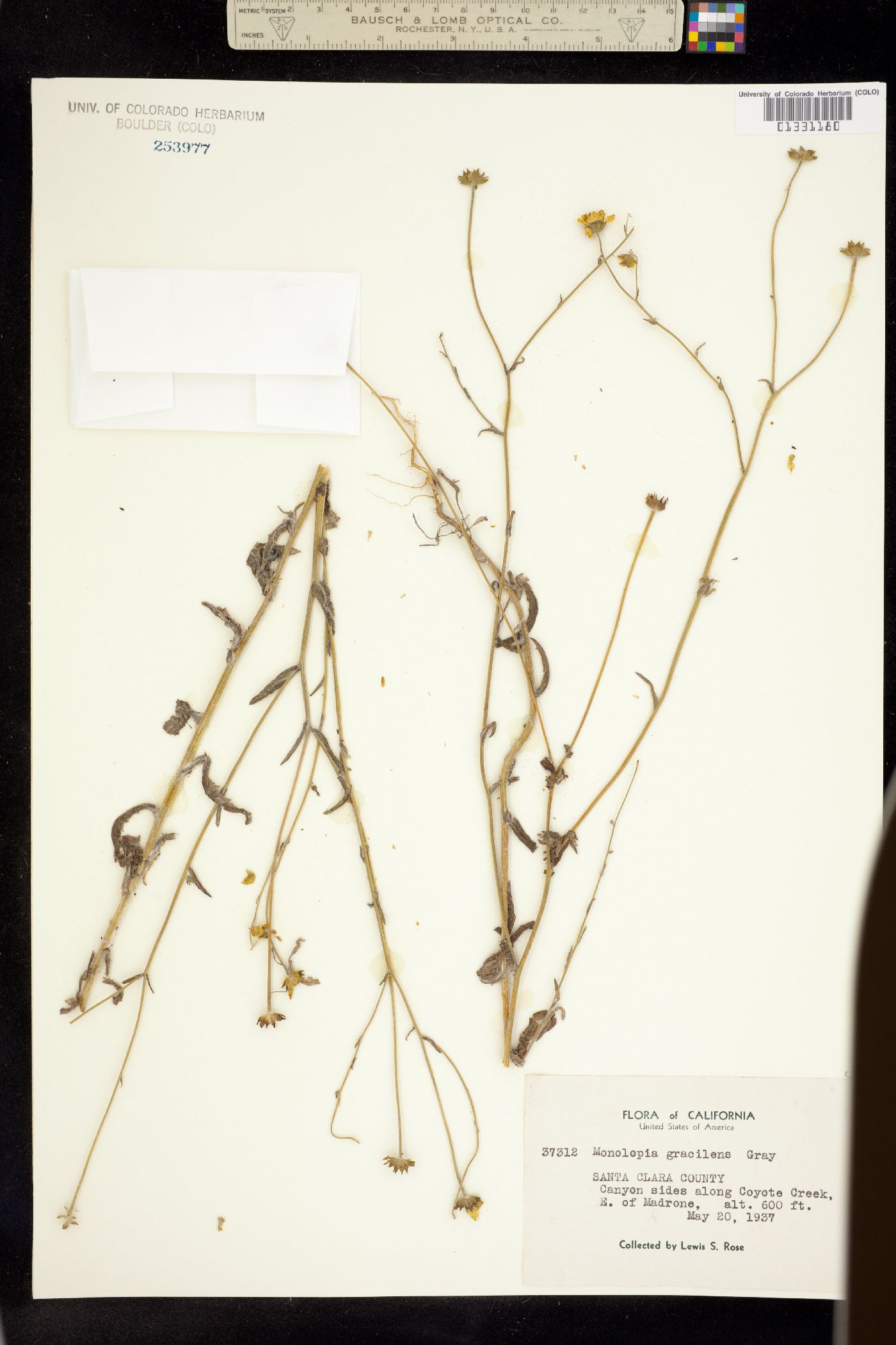 Monolopia gracilens image