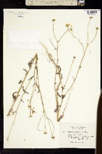 Image of Monolopia gracilens