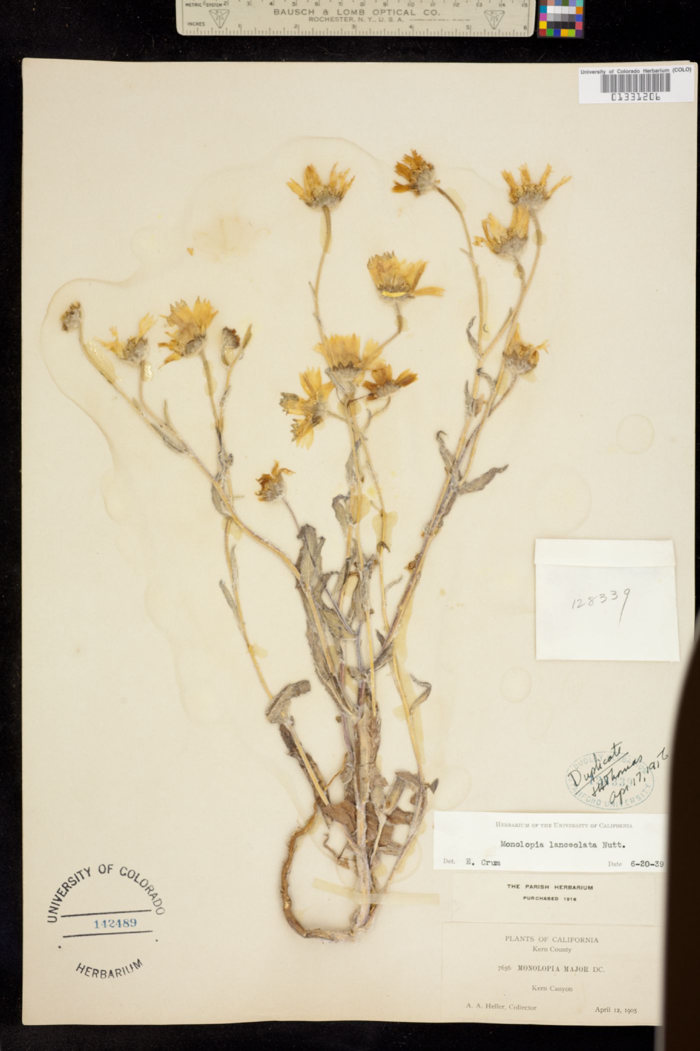 Monolopia lanceolata image