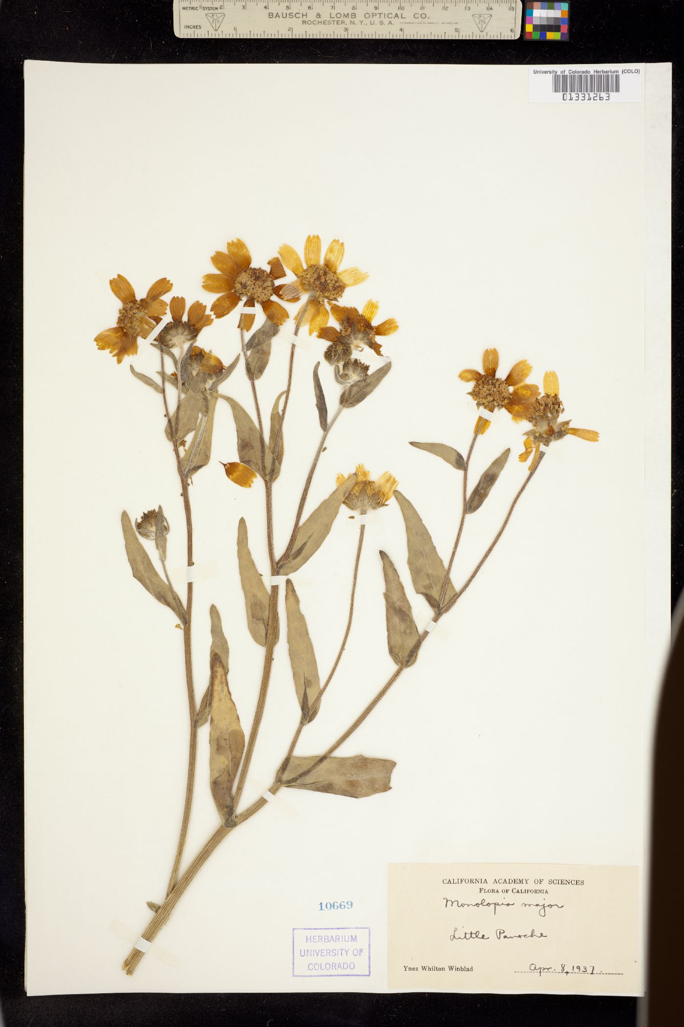 Monolopia major image