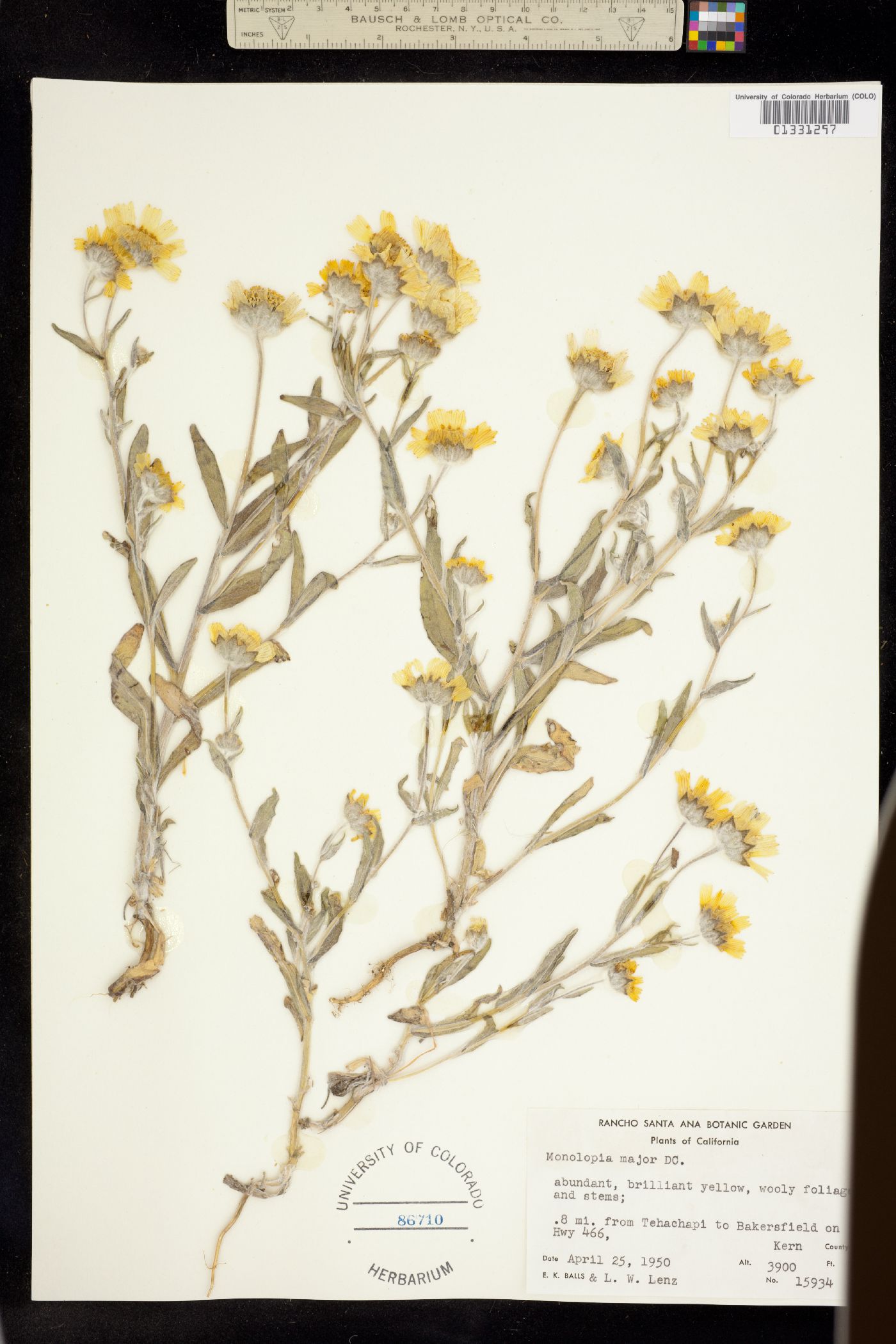 Monolopia major image