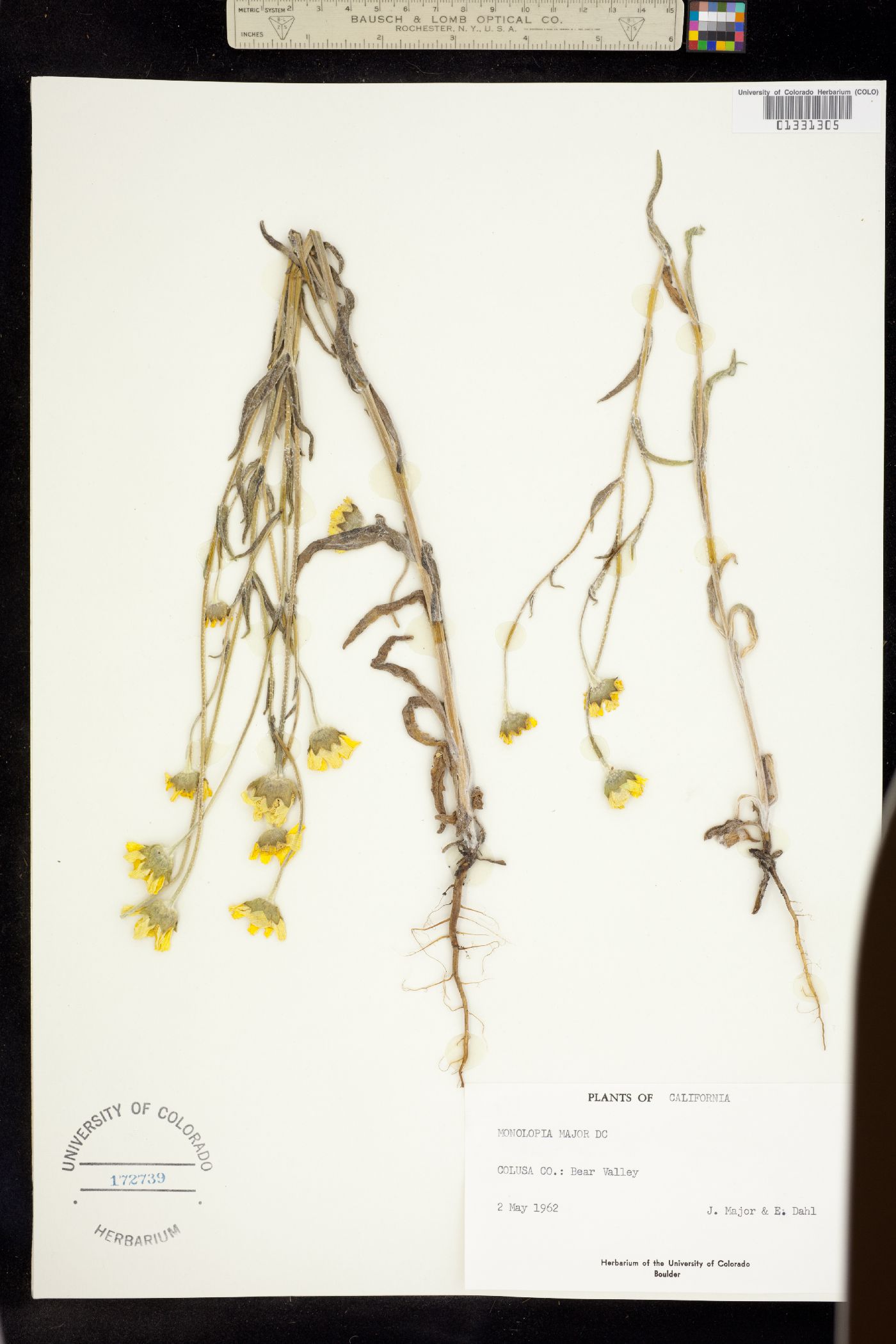 Monolopia major image