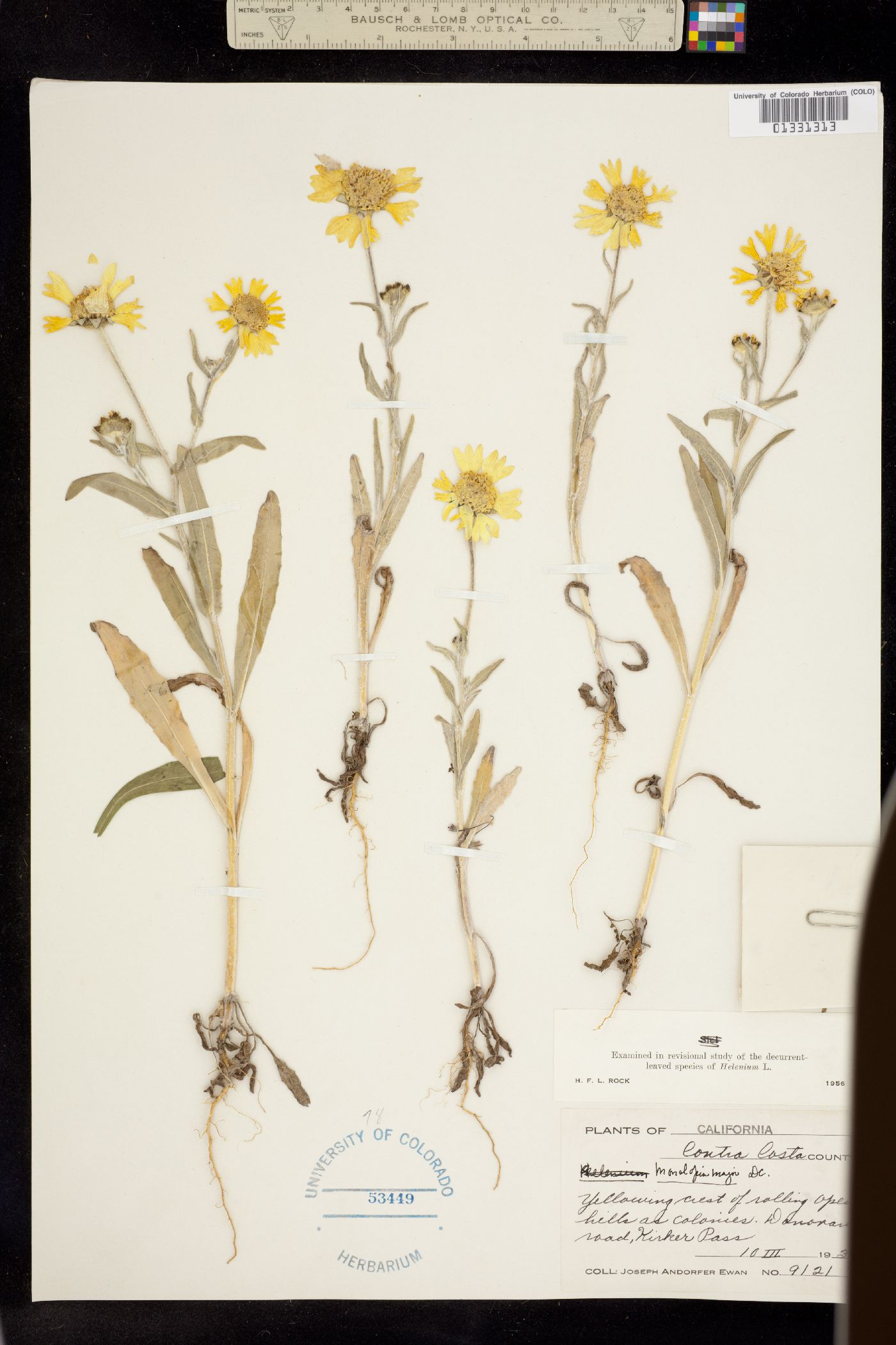 Monolopia major image
