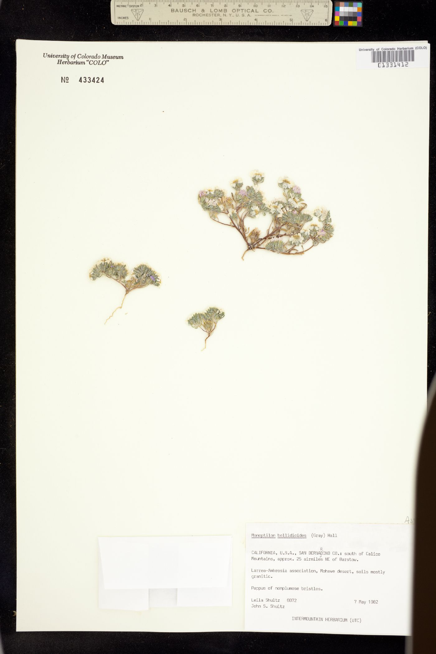 Monoptilon bellioides image