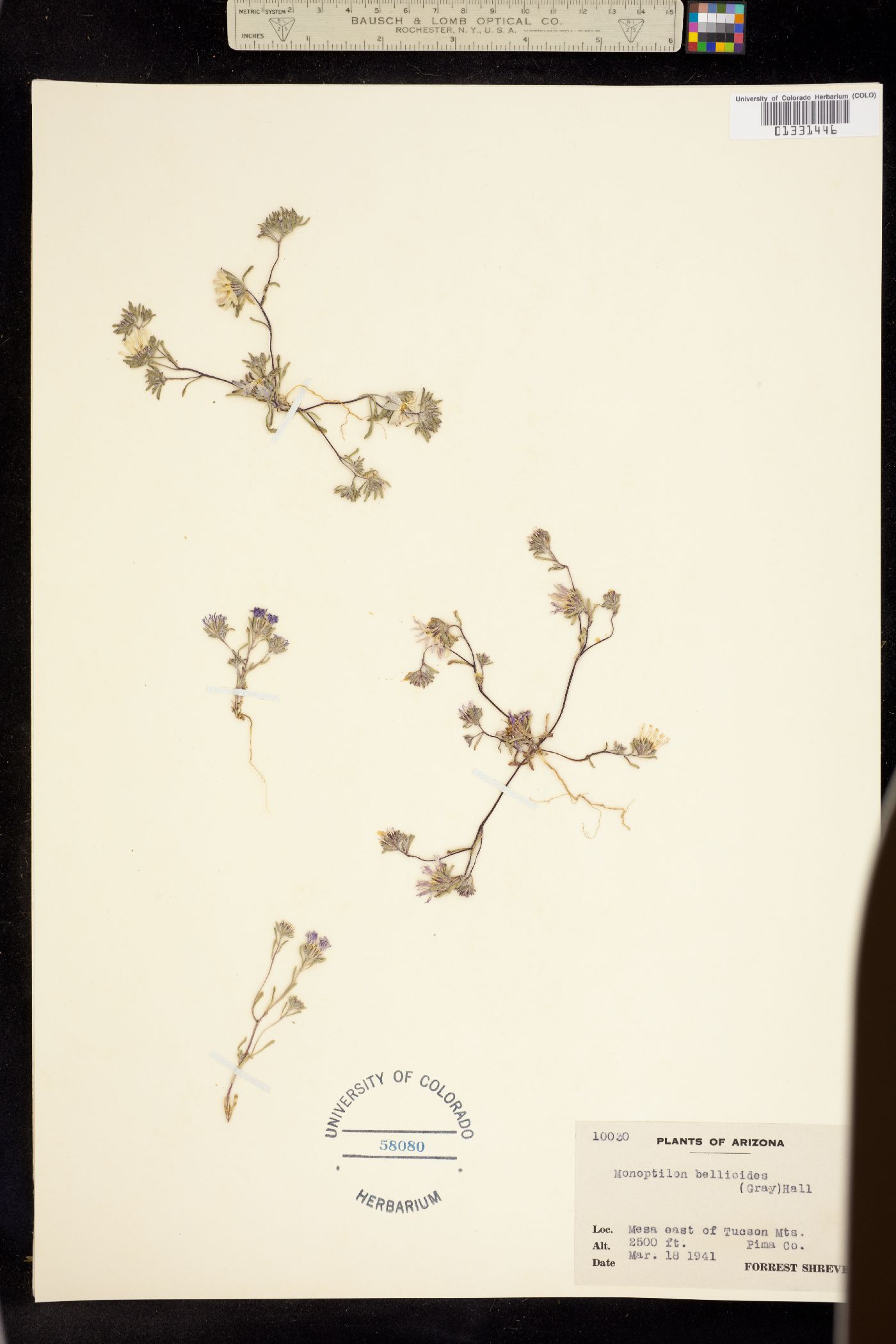 Monoptilon image