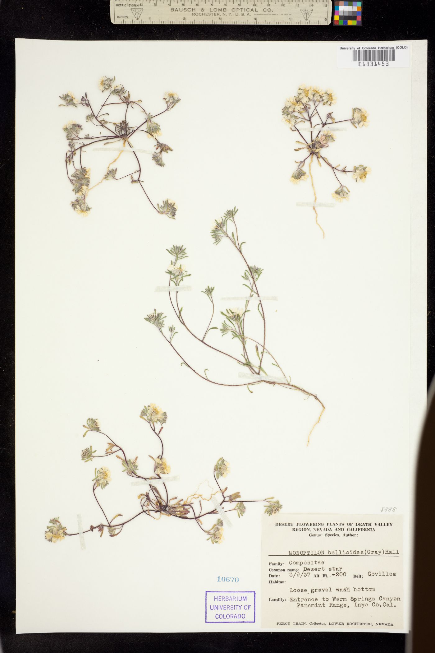 Monoptilon bellioides image