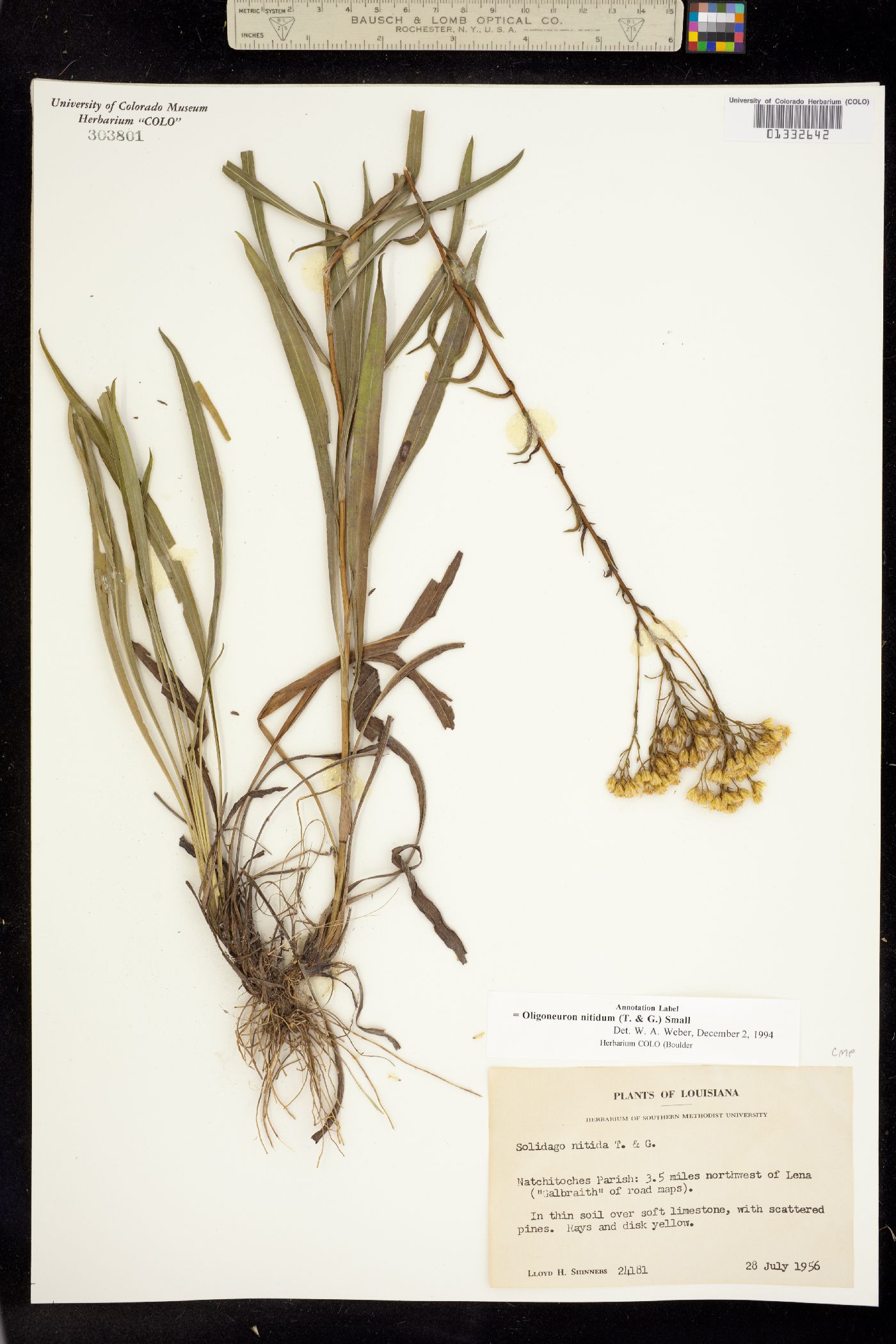 Solidago nitida image