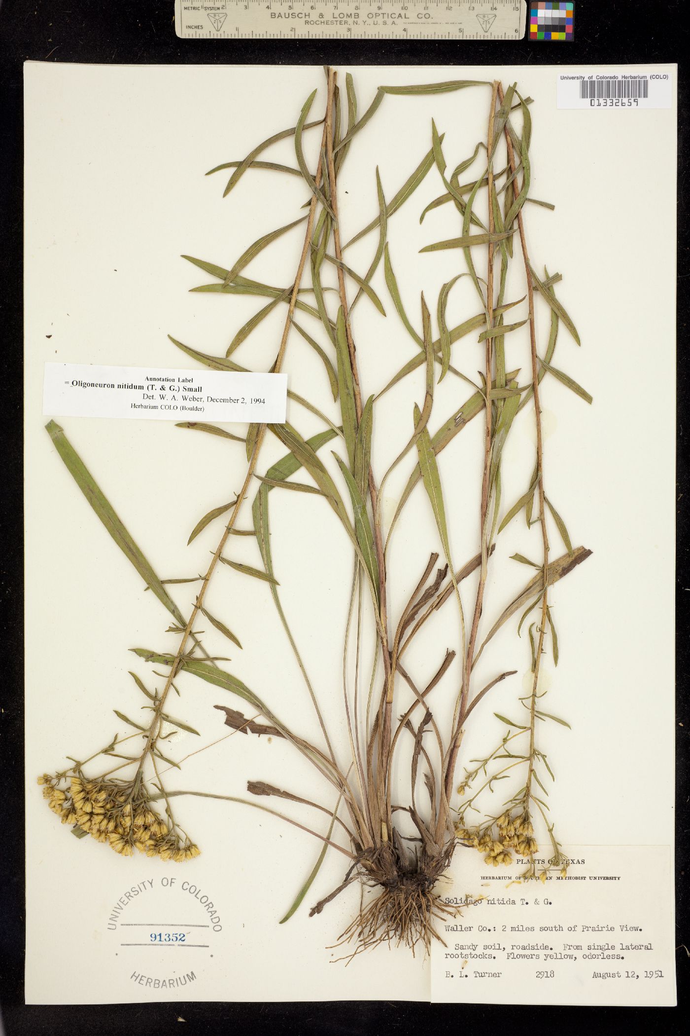 Solidago nitida image