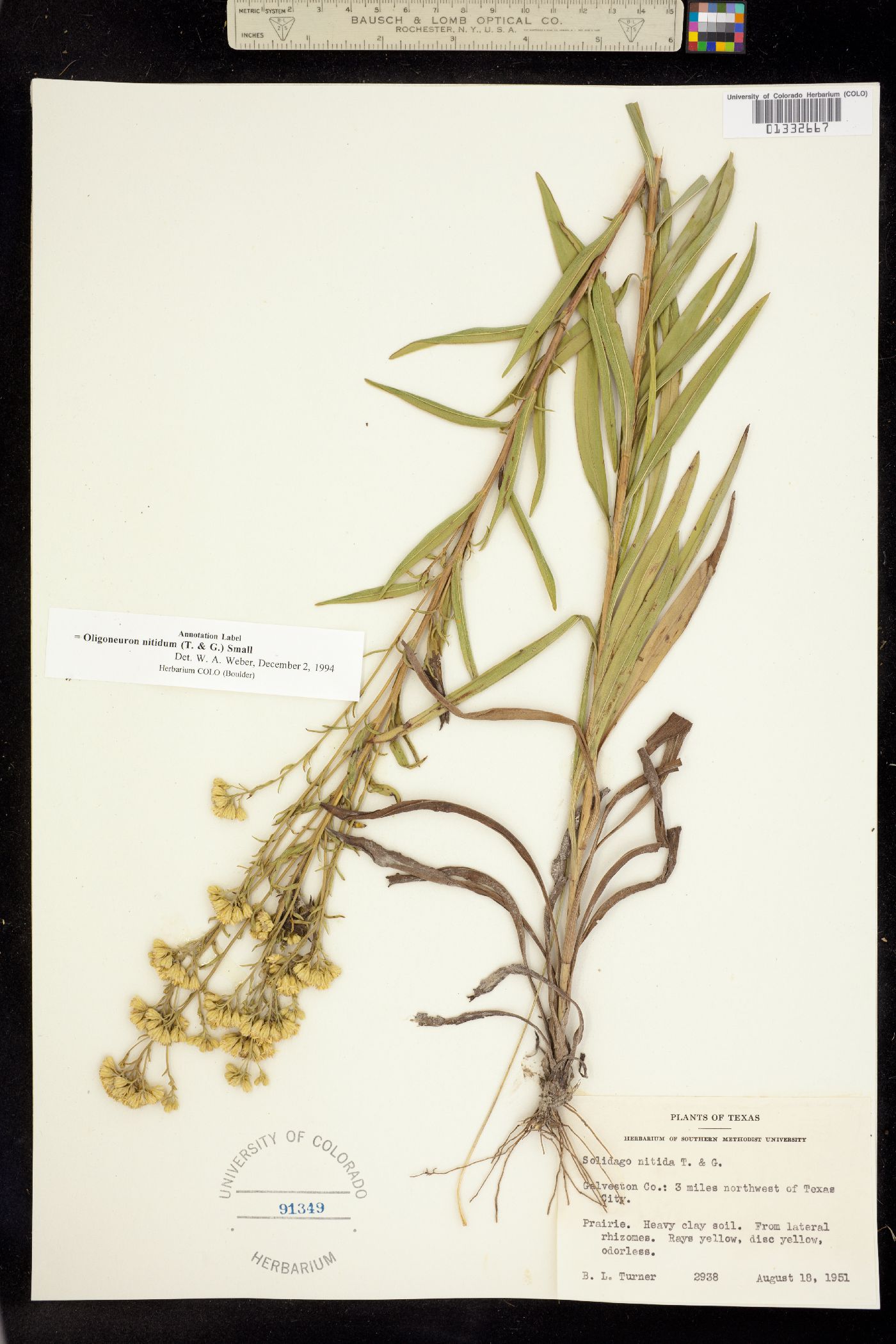 Solidago nitida image