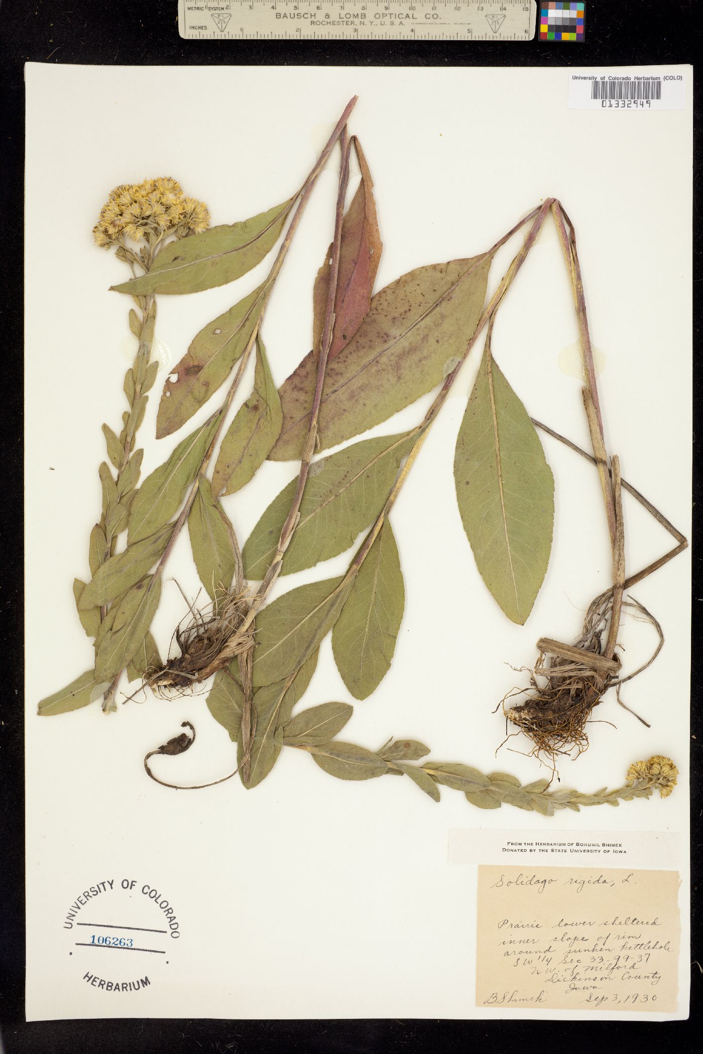 Solidago rigida image