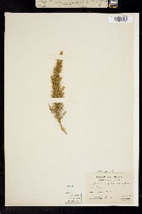 Oligosporus caudatus image