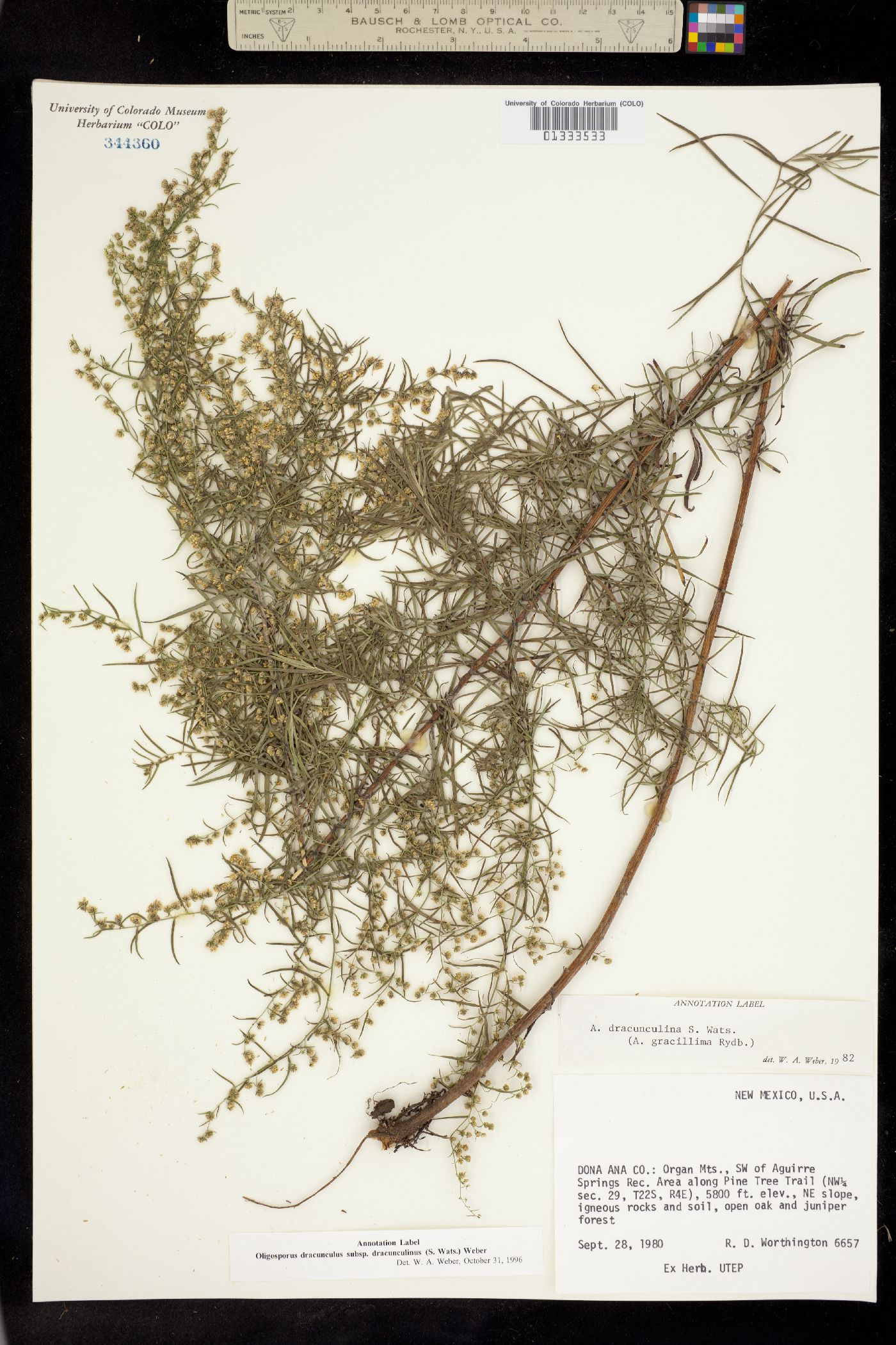 Artemisia dracunculus image