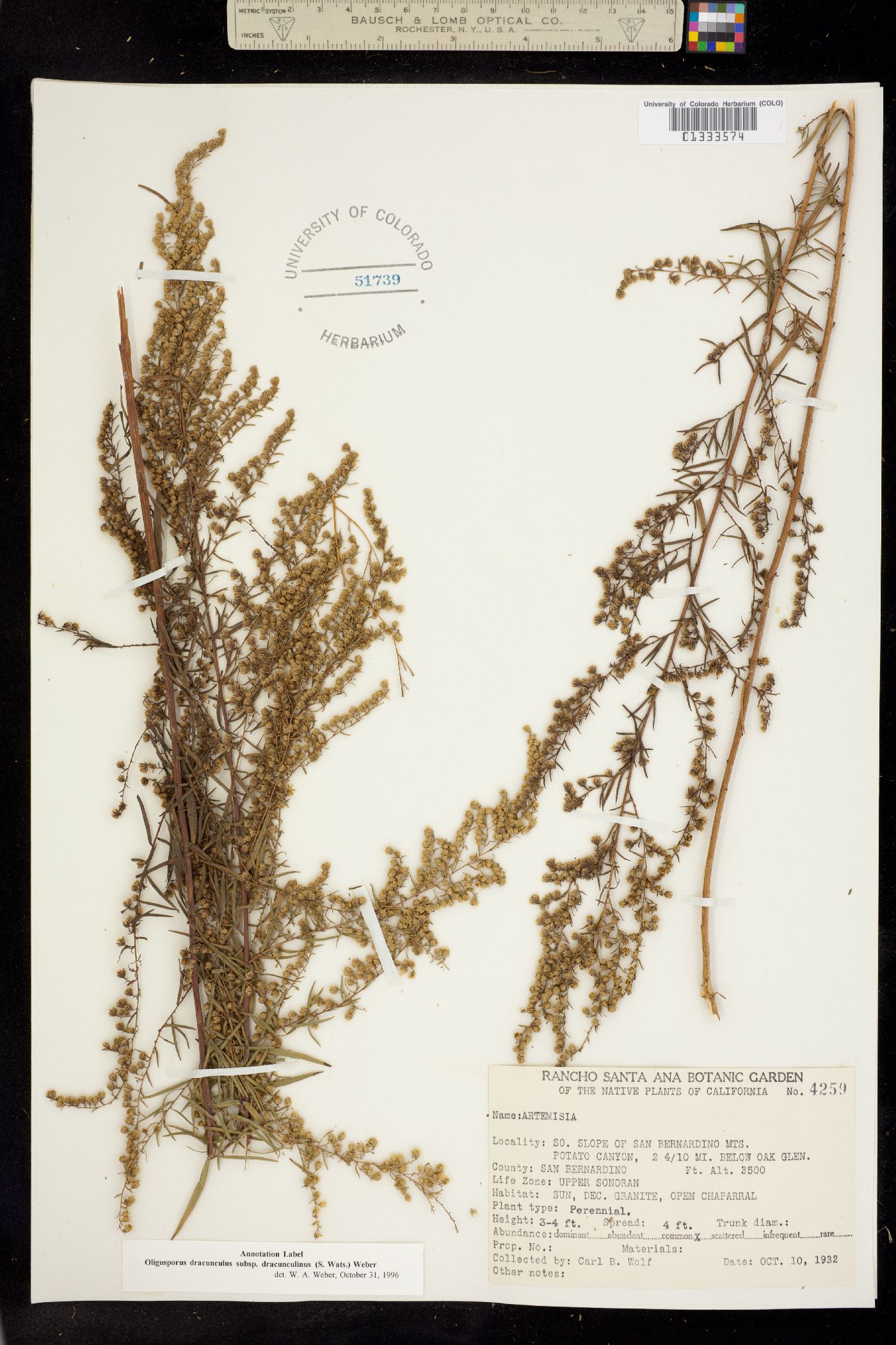 Artemisia dracunculus image