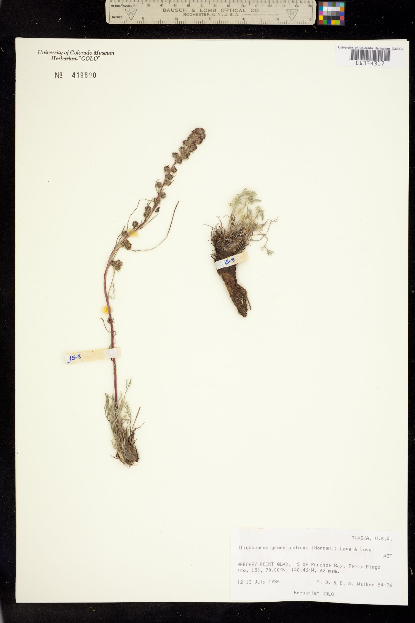 Oligosporus groenlandicus image