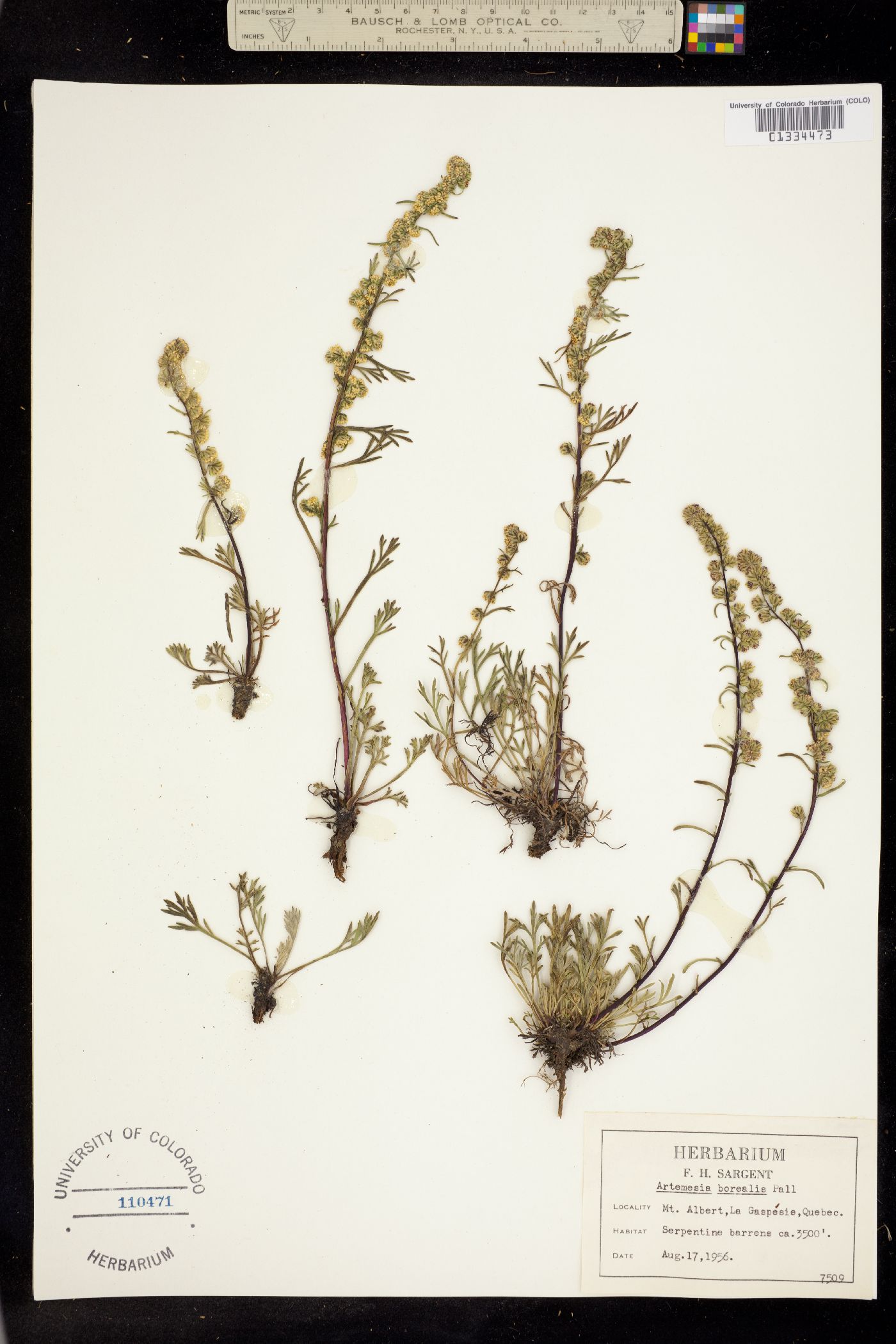 Oligosporus groenlandicus image