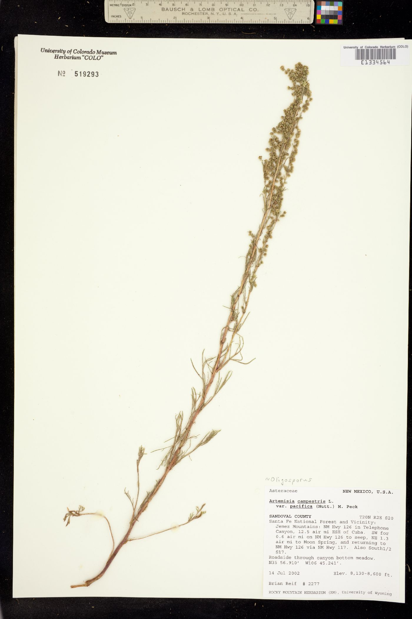 Oligosporus pacificus image