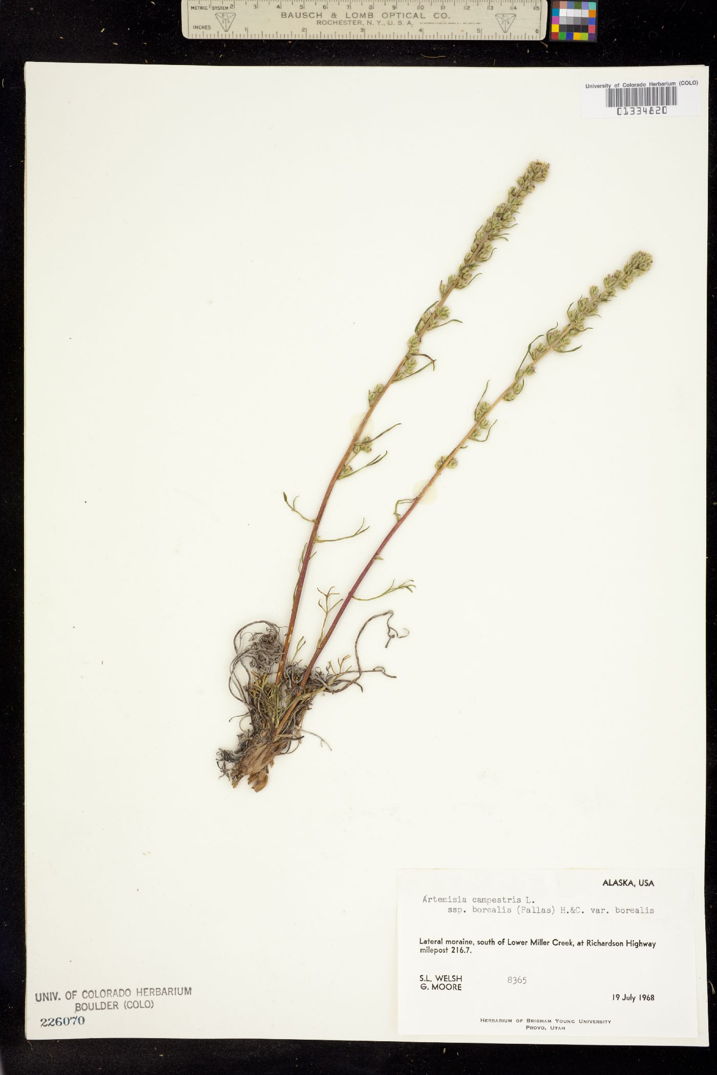 Oligosporus pacificus image