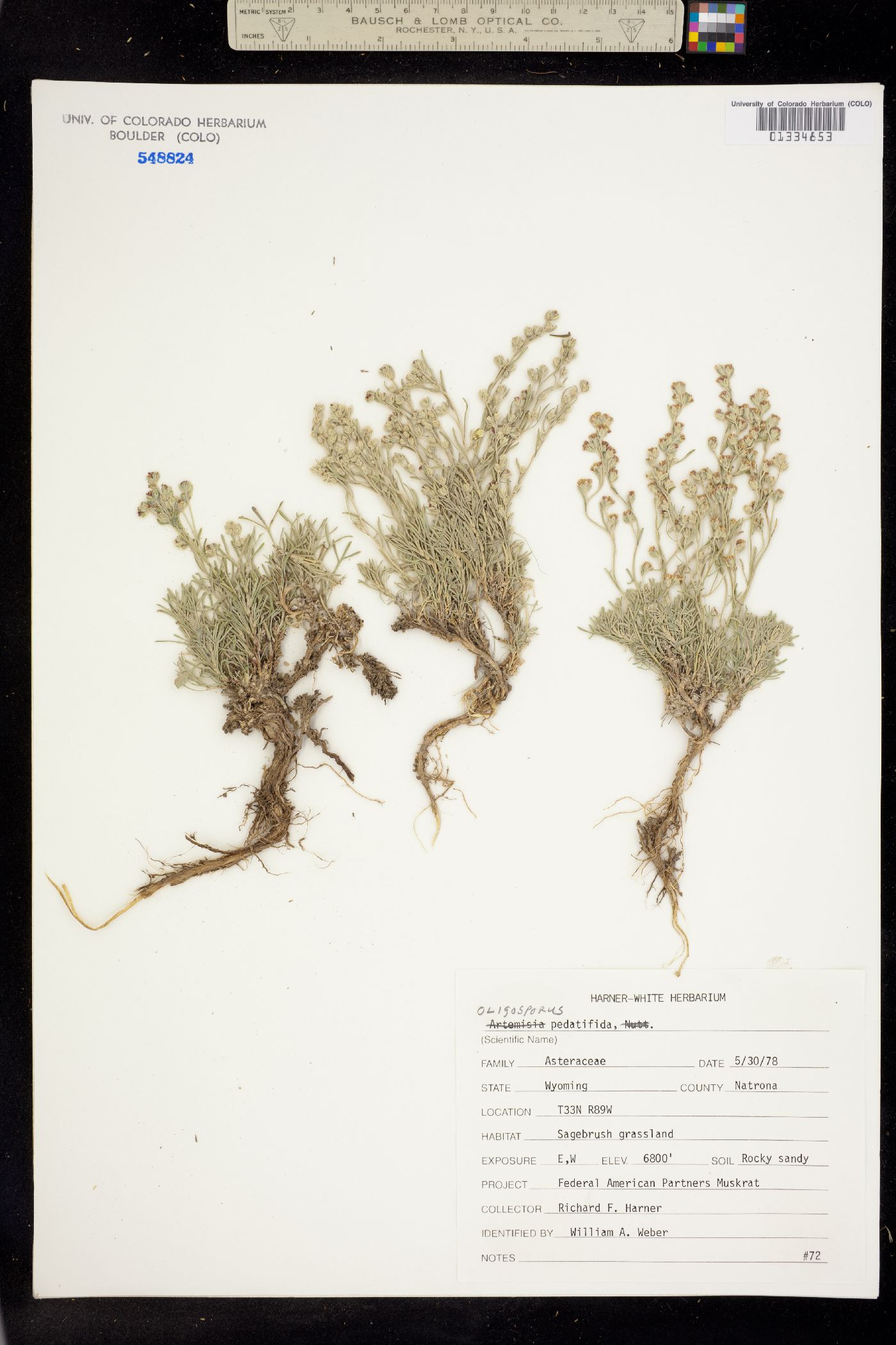 Artemisia pedatifida image