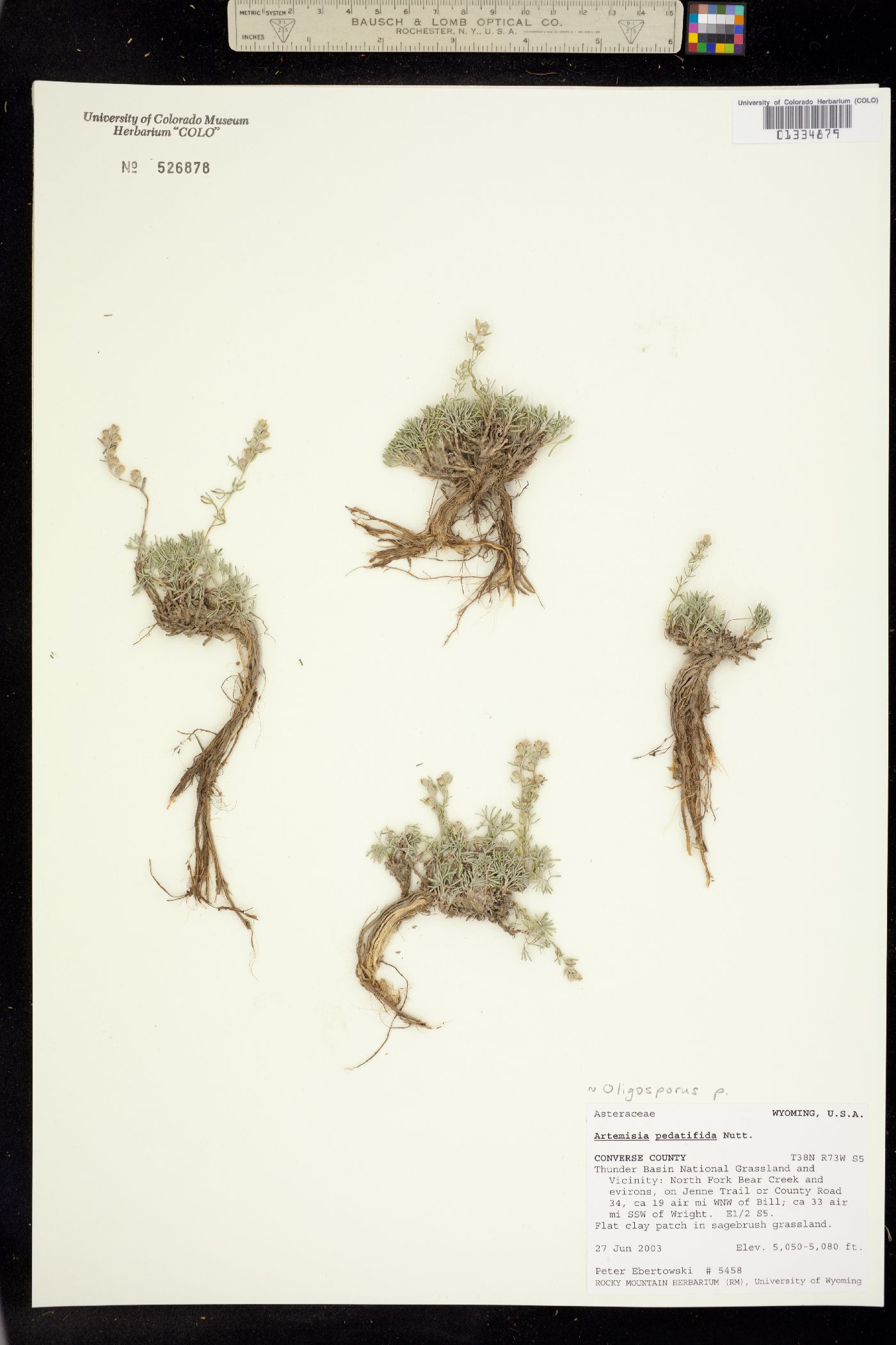 Artemisia pedatifida image