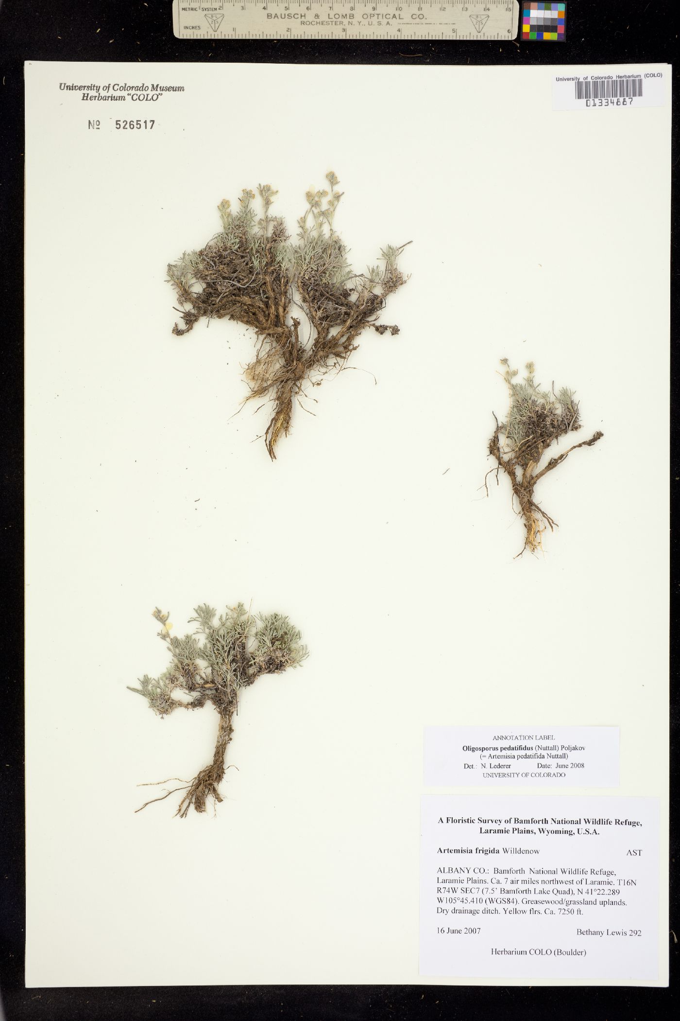 Artemisia pedatifida image